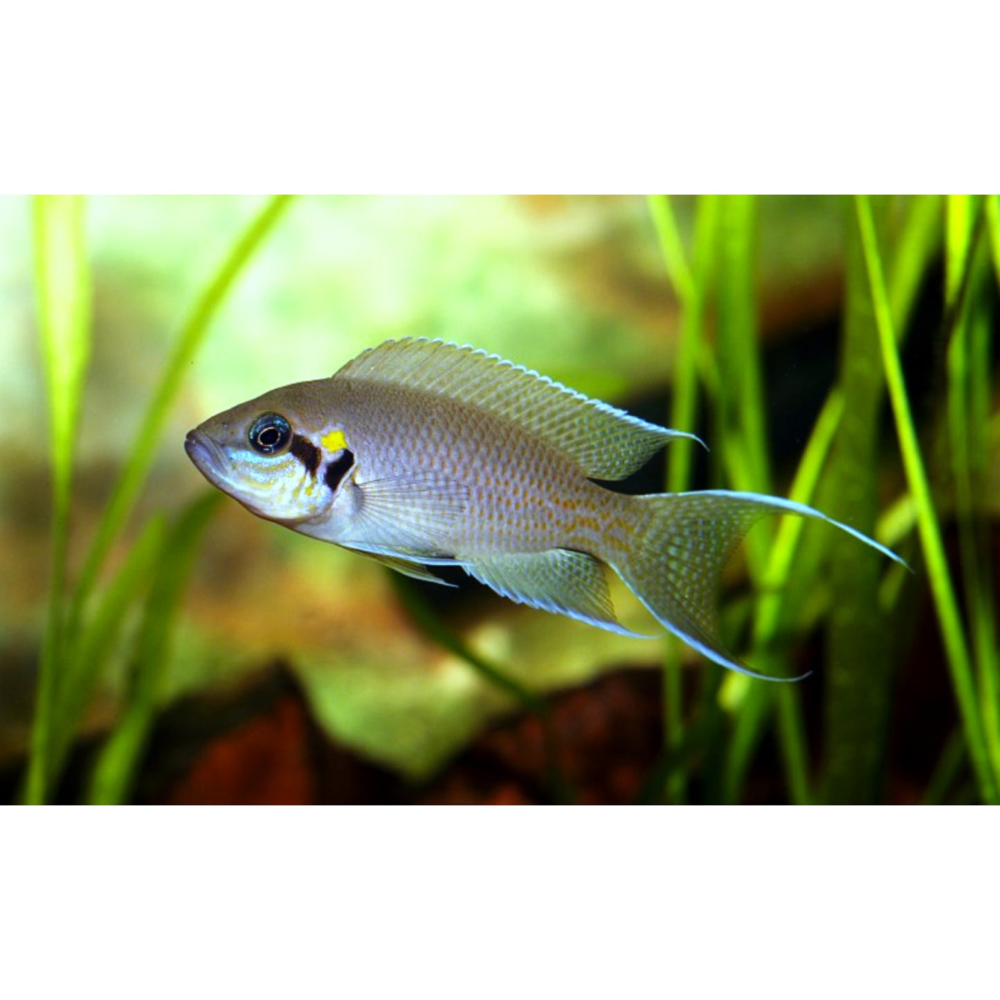 Lamprologus Brichardi