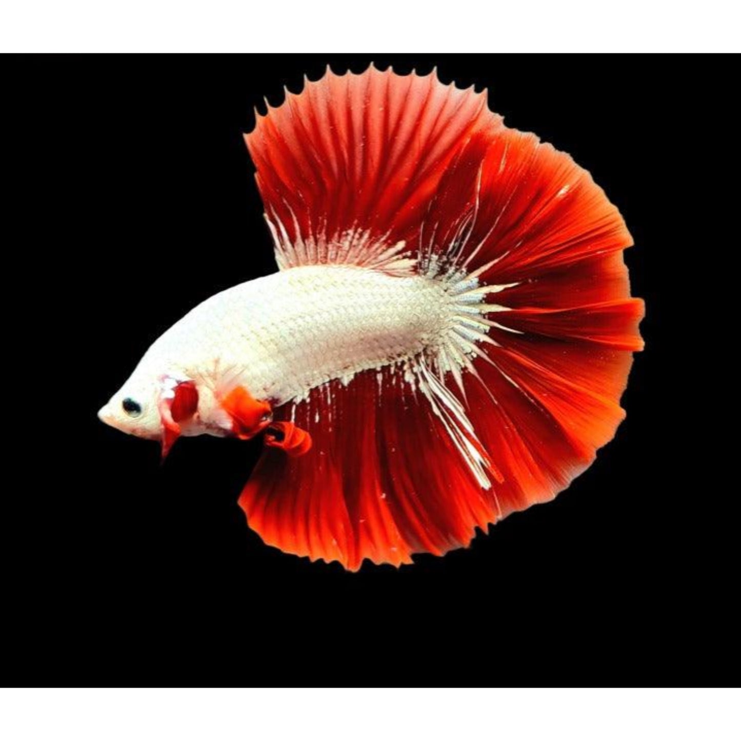 Betta Splendens Halfmoon dragon mix