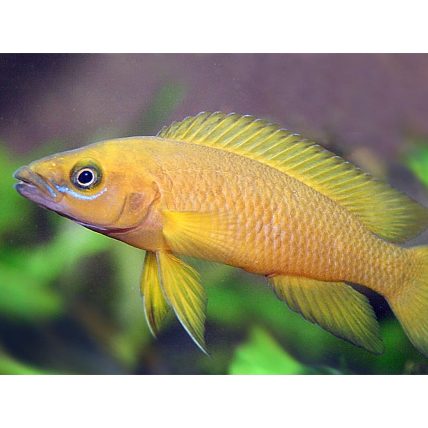 Lamprologus Leleupi