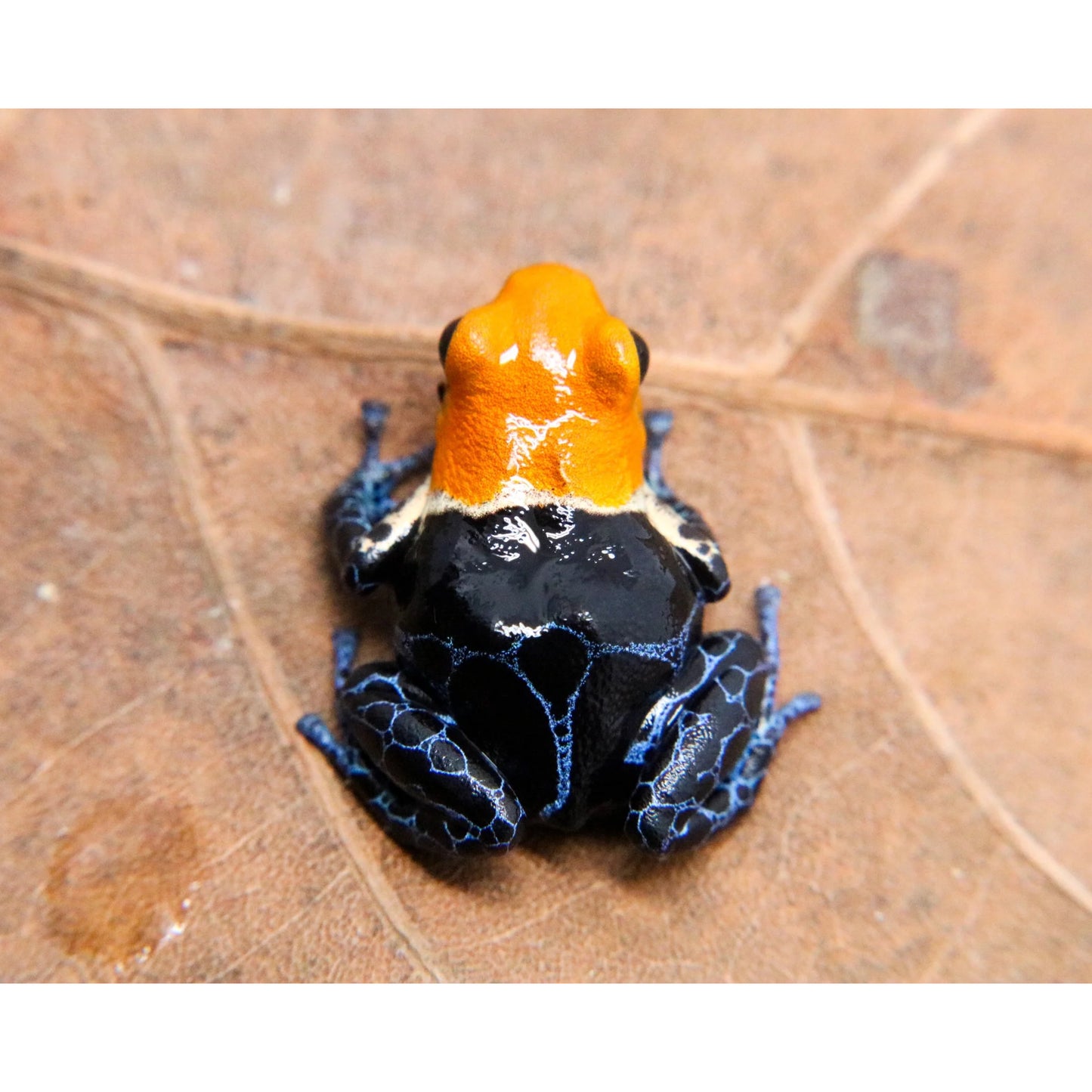 Ranitomeya fantastica True Nominal