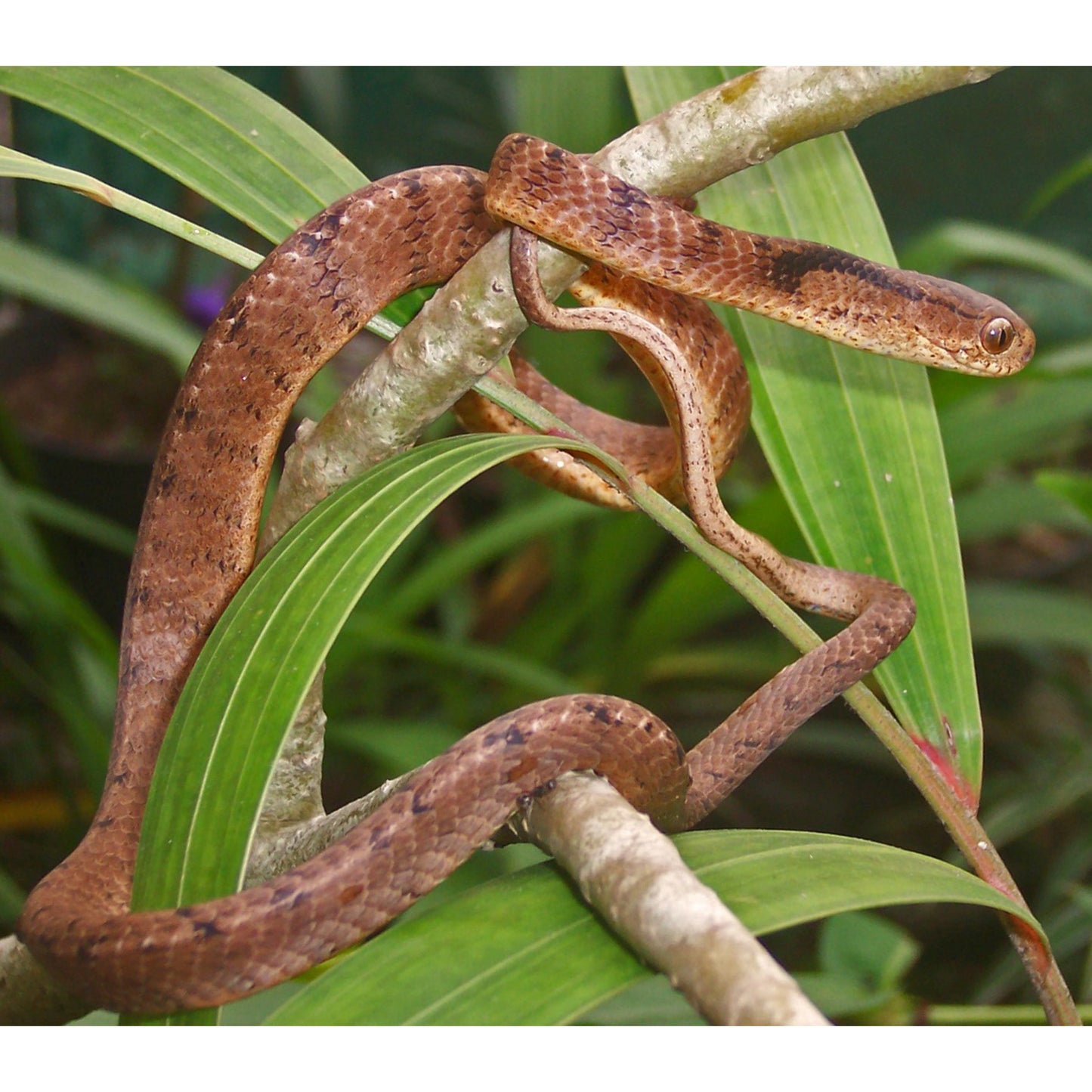Pareas carinatus