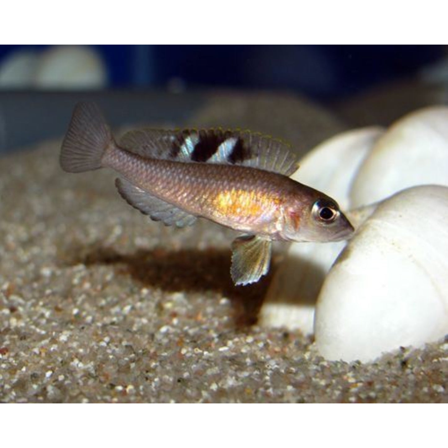 Lamprologus Kungweensis