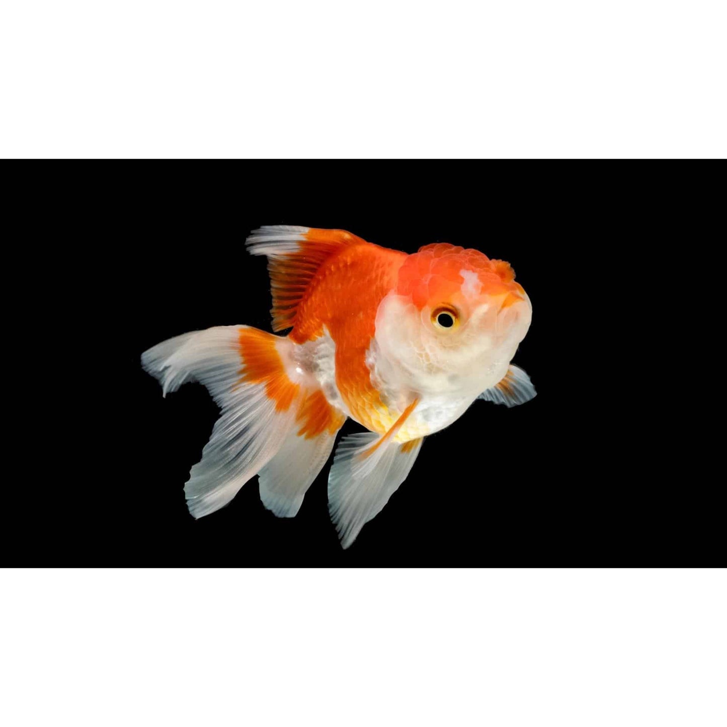 Carassius auratus “lion head”