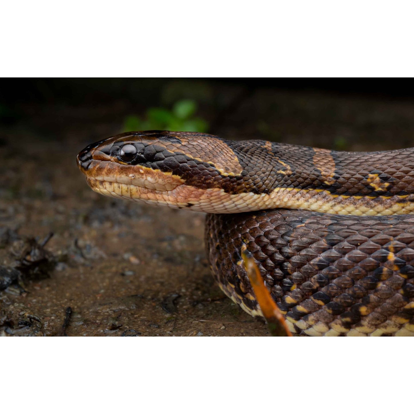 Homalopsis buccata