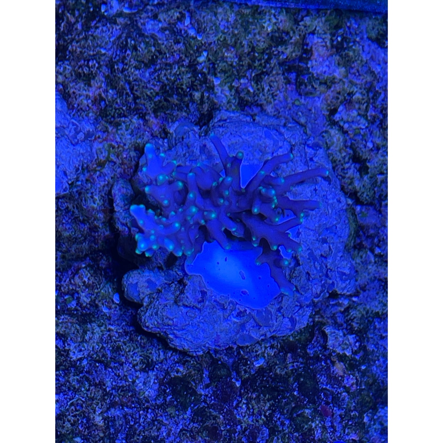 Acropora sp.