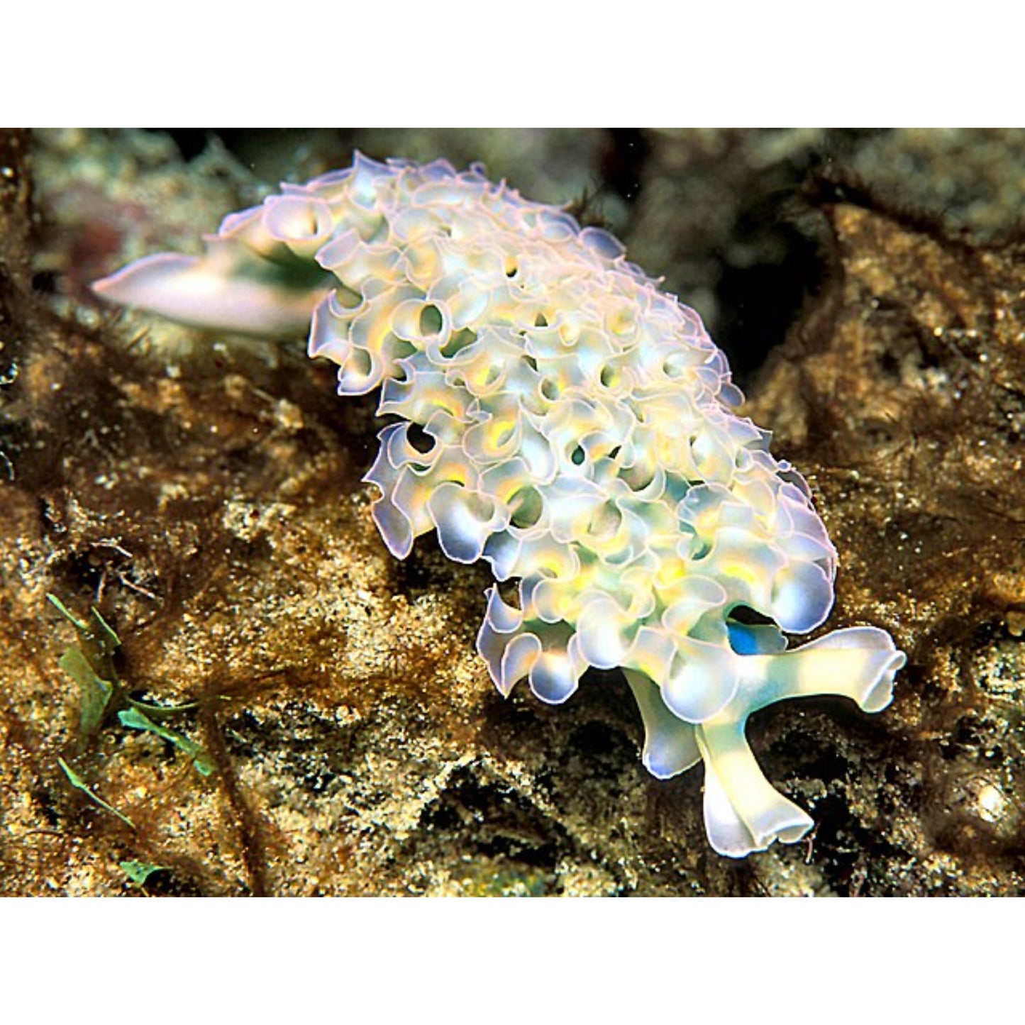 Elysia crispata