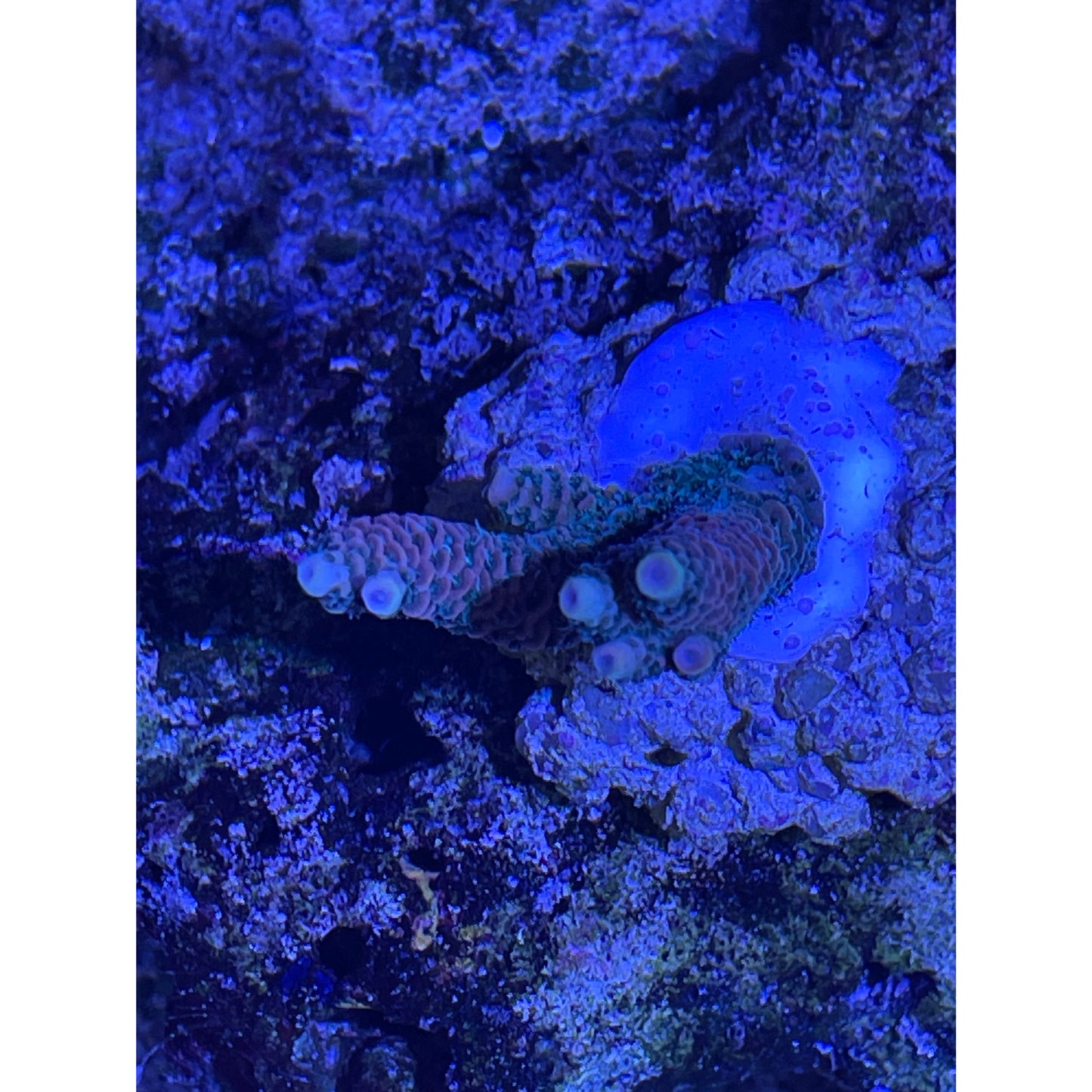 Acropora sp.