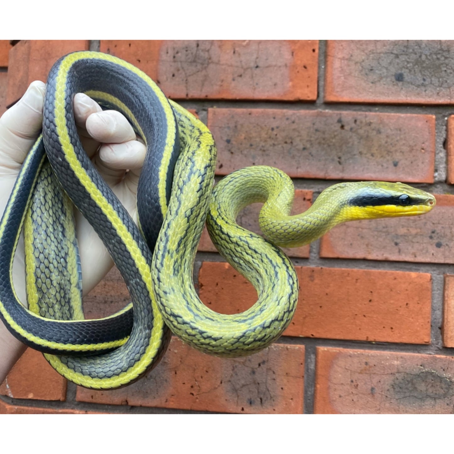 Orthriophys taeniura grabowskyi