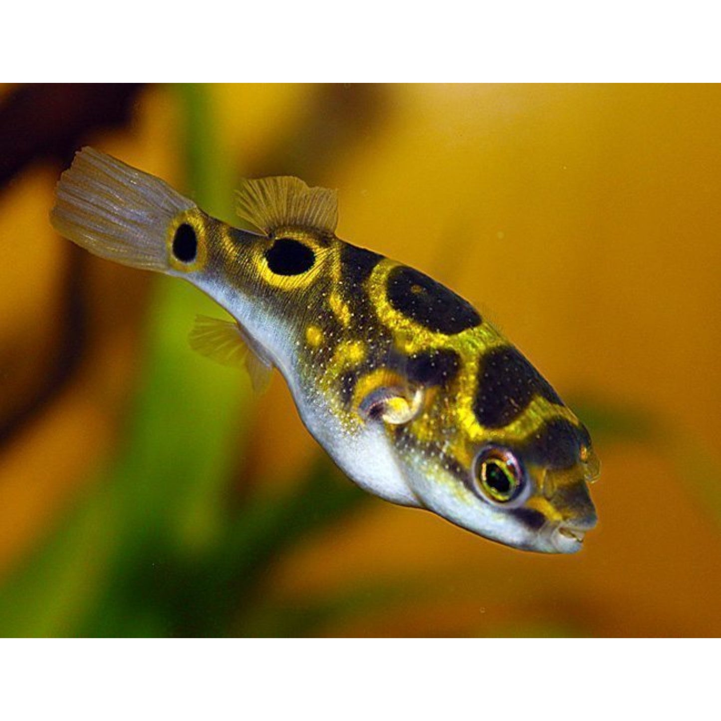 Tetraodon biocellatus