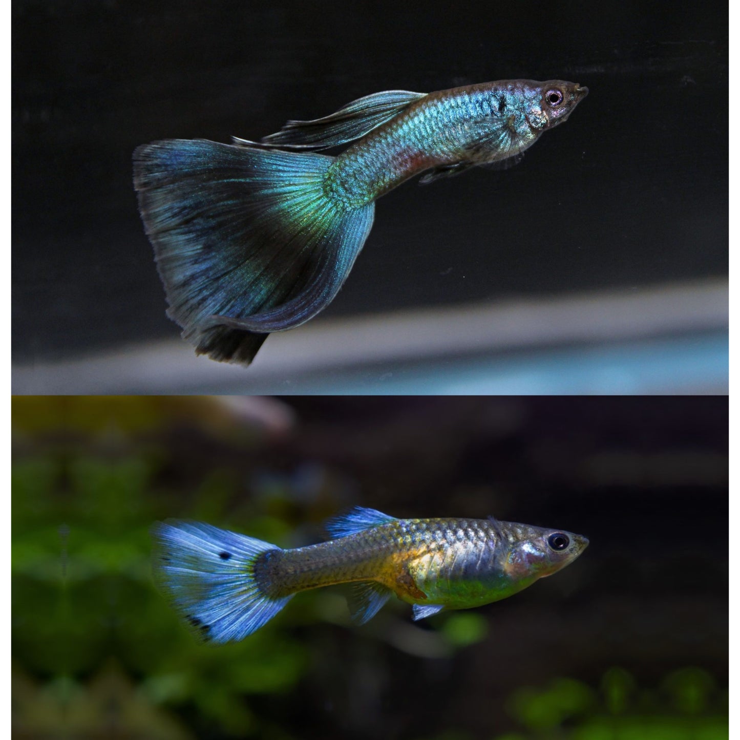 Poecilia reticulata (Guppy) moscow blue maschio