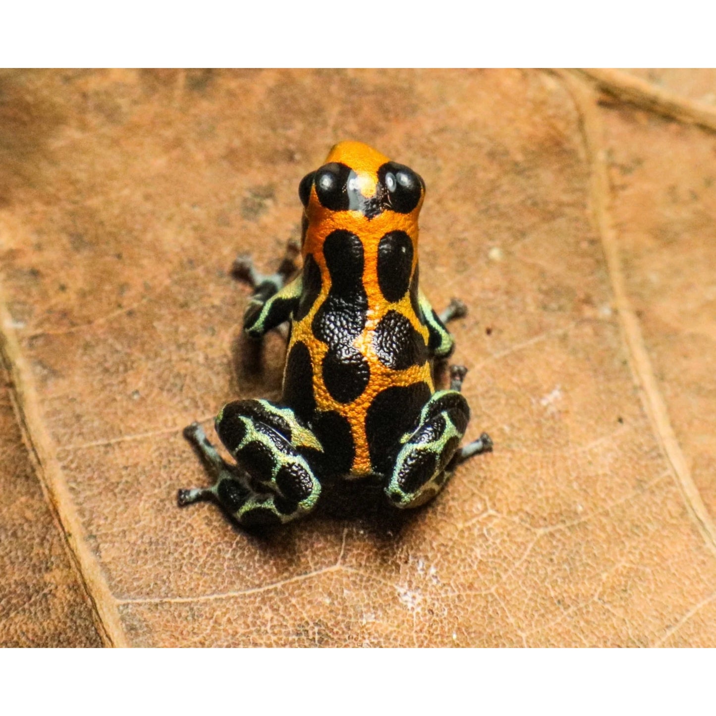 Ranitomeya imitator Chazuta