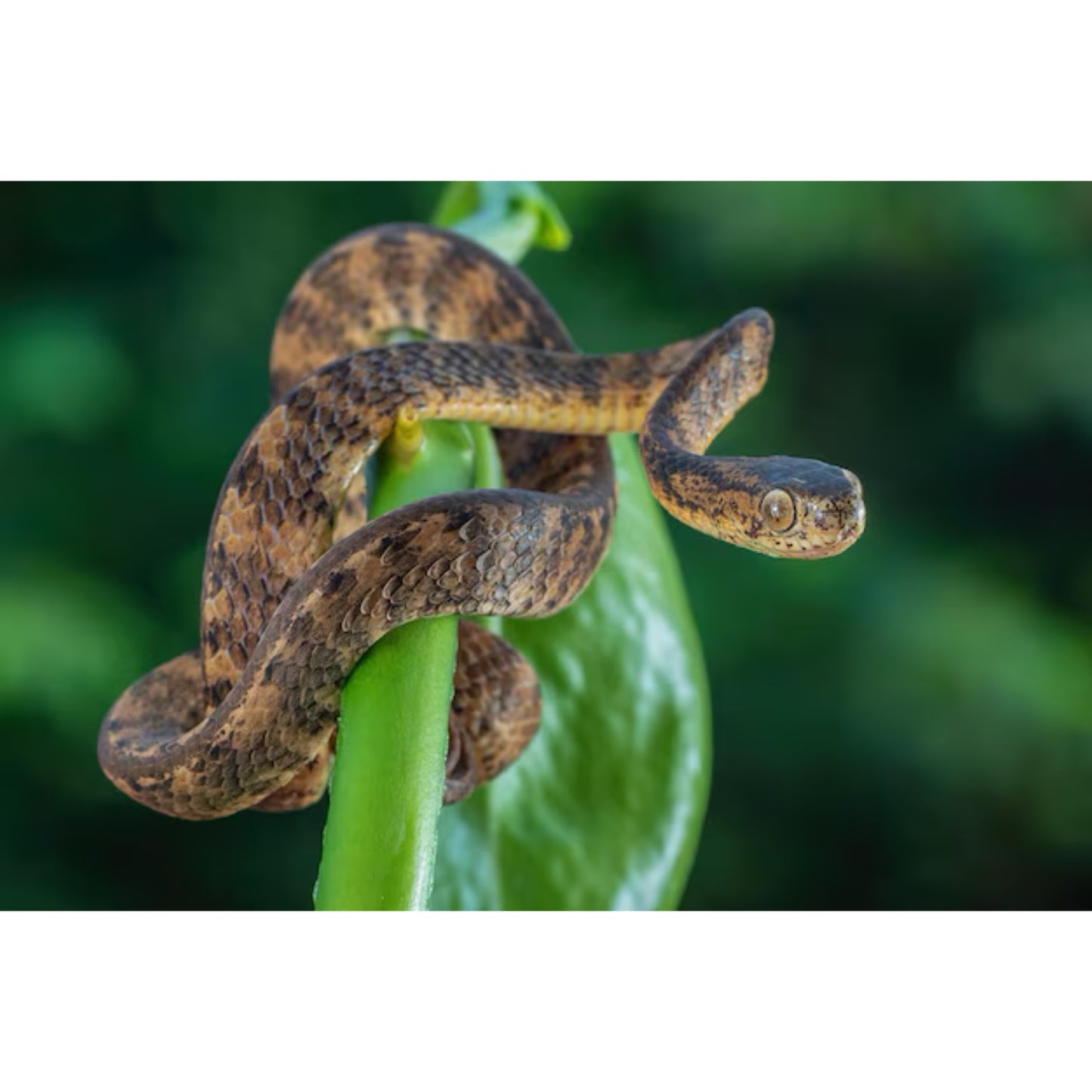 Pareas carinatus