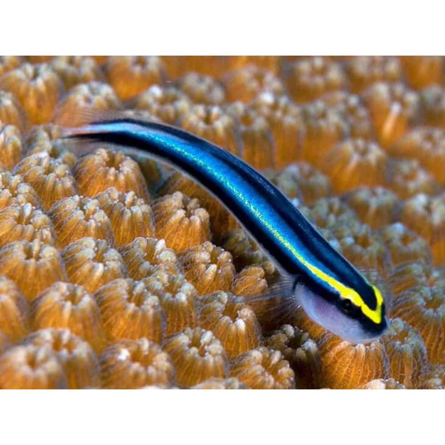Elacanitus oceanops