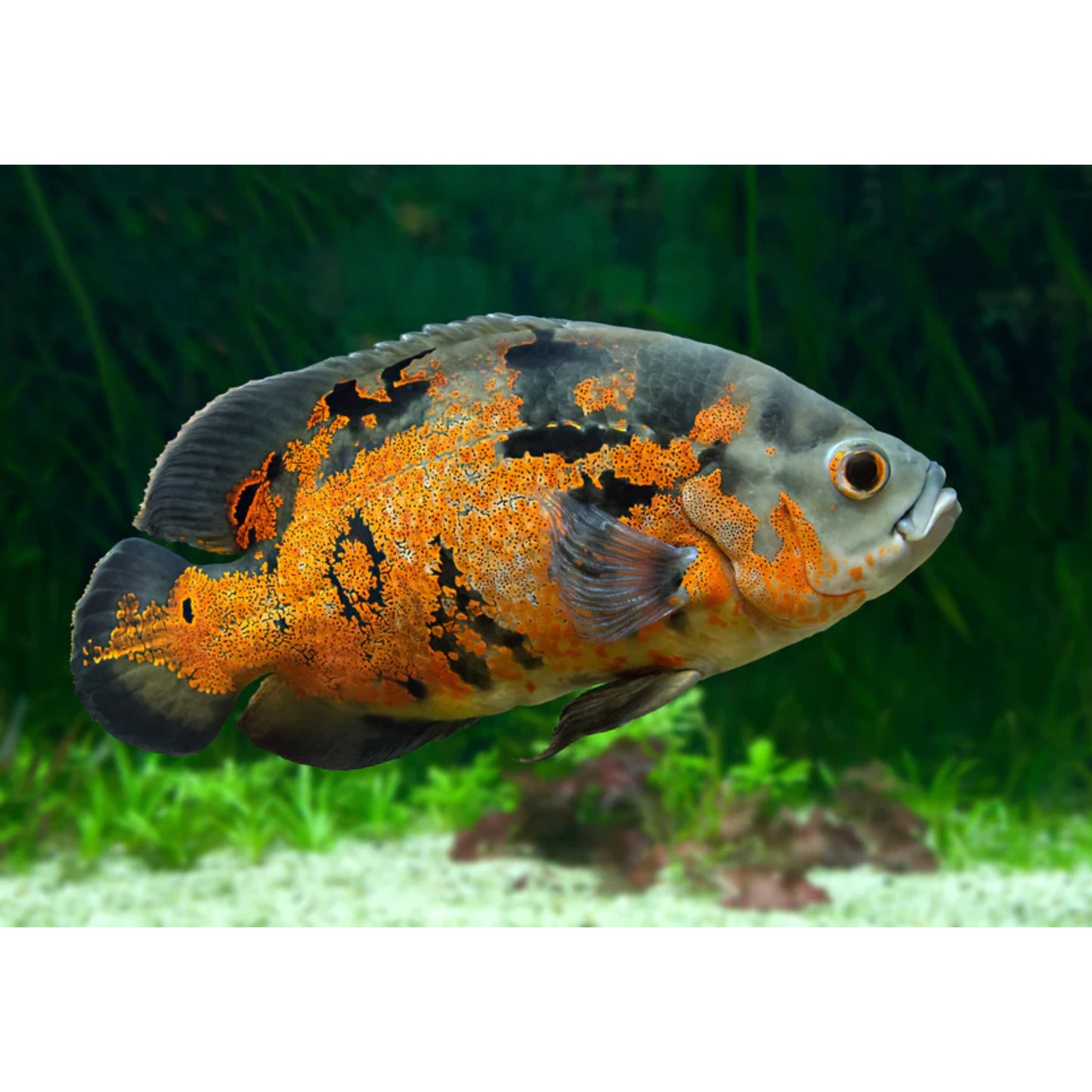 Astronotus Ocellatus