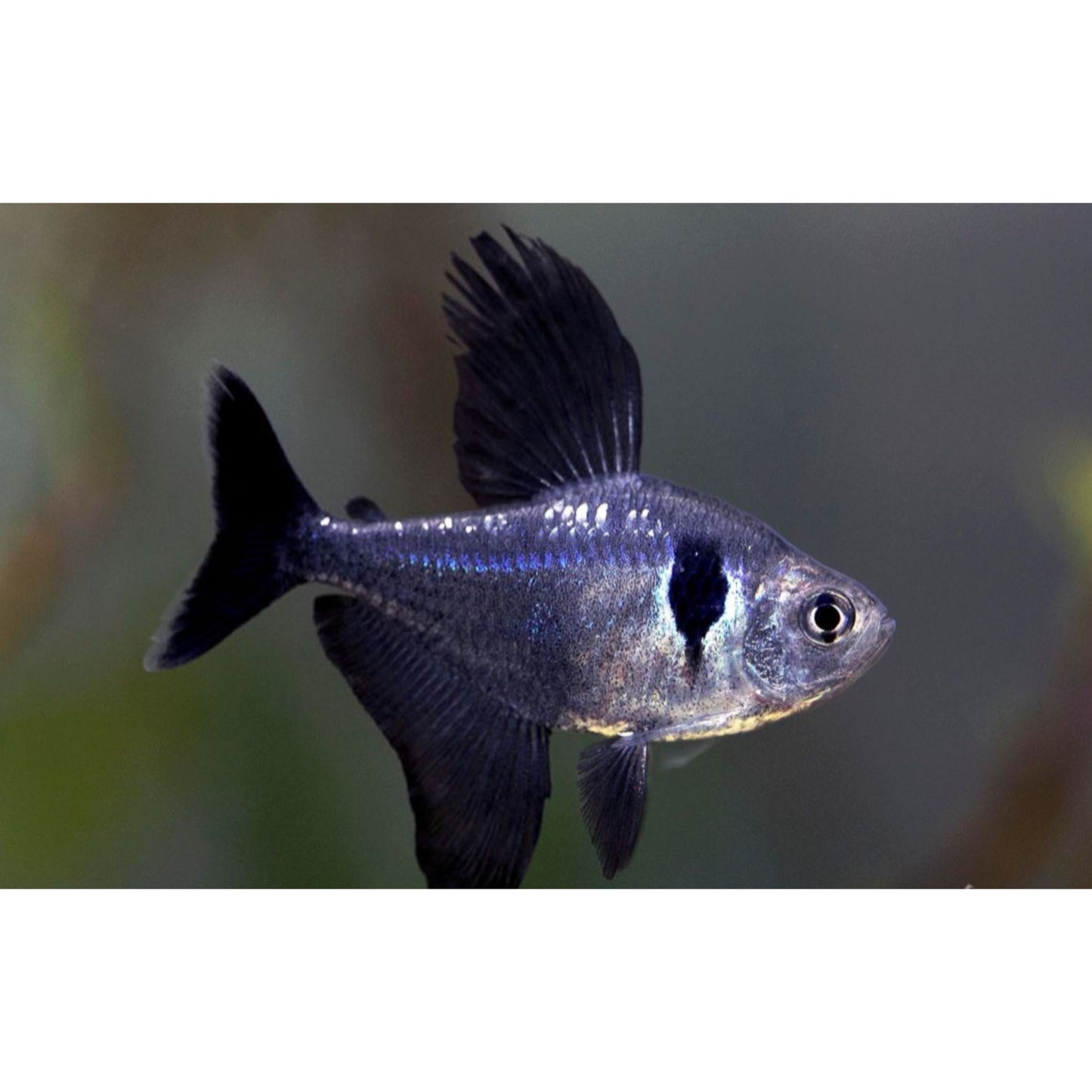 Megalamphodus Megalopterus