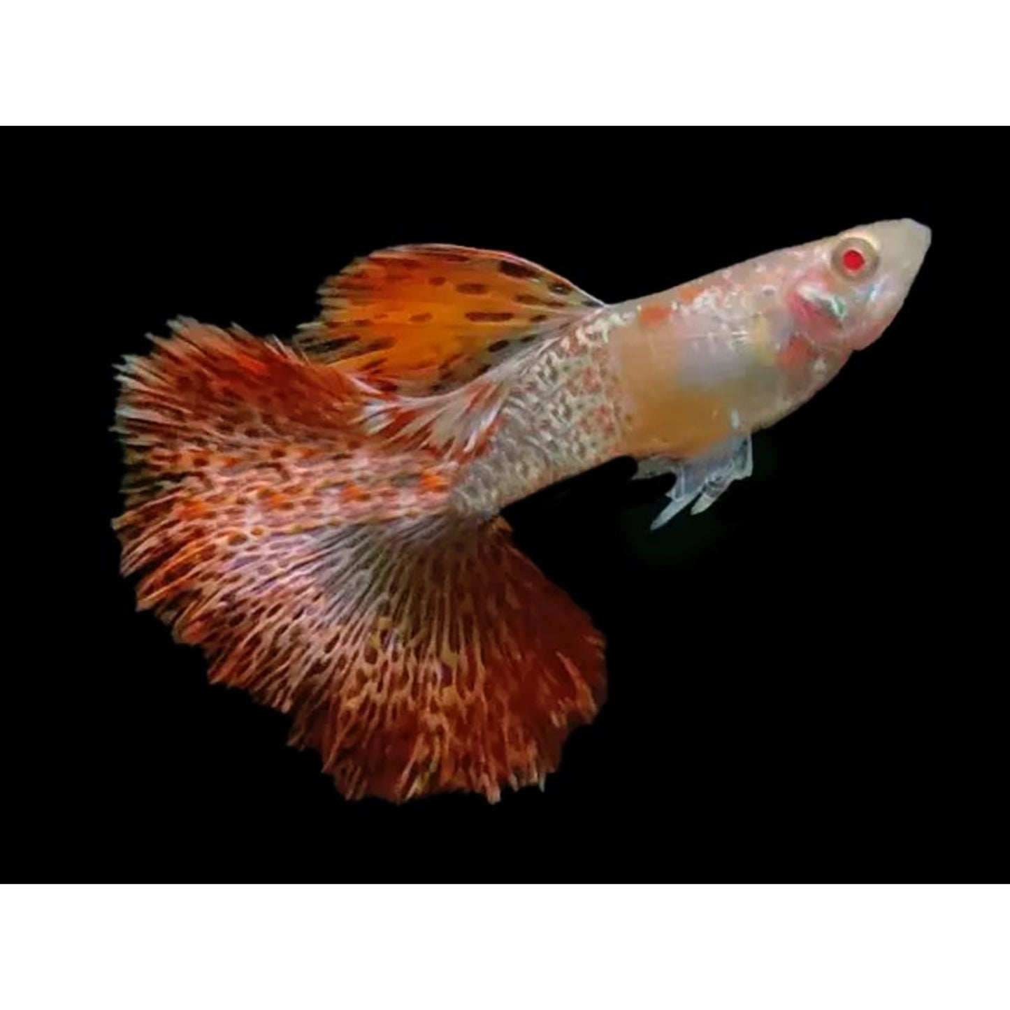 Poecilia reticulata (Guppy) Dragon albino (coppia)