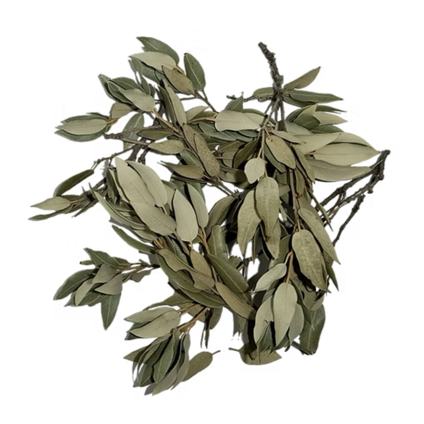 Holm Oak Leaves