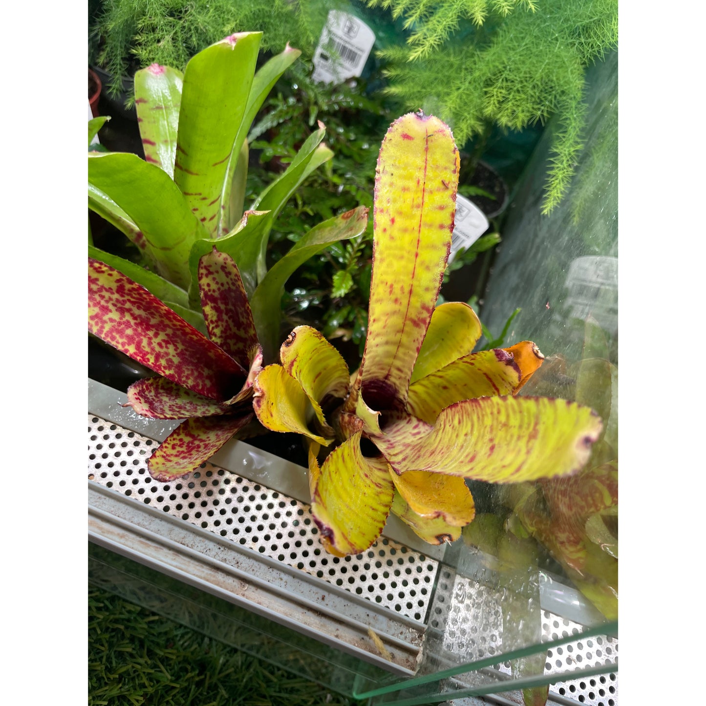 Neoregelia sp. Mix colour