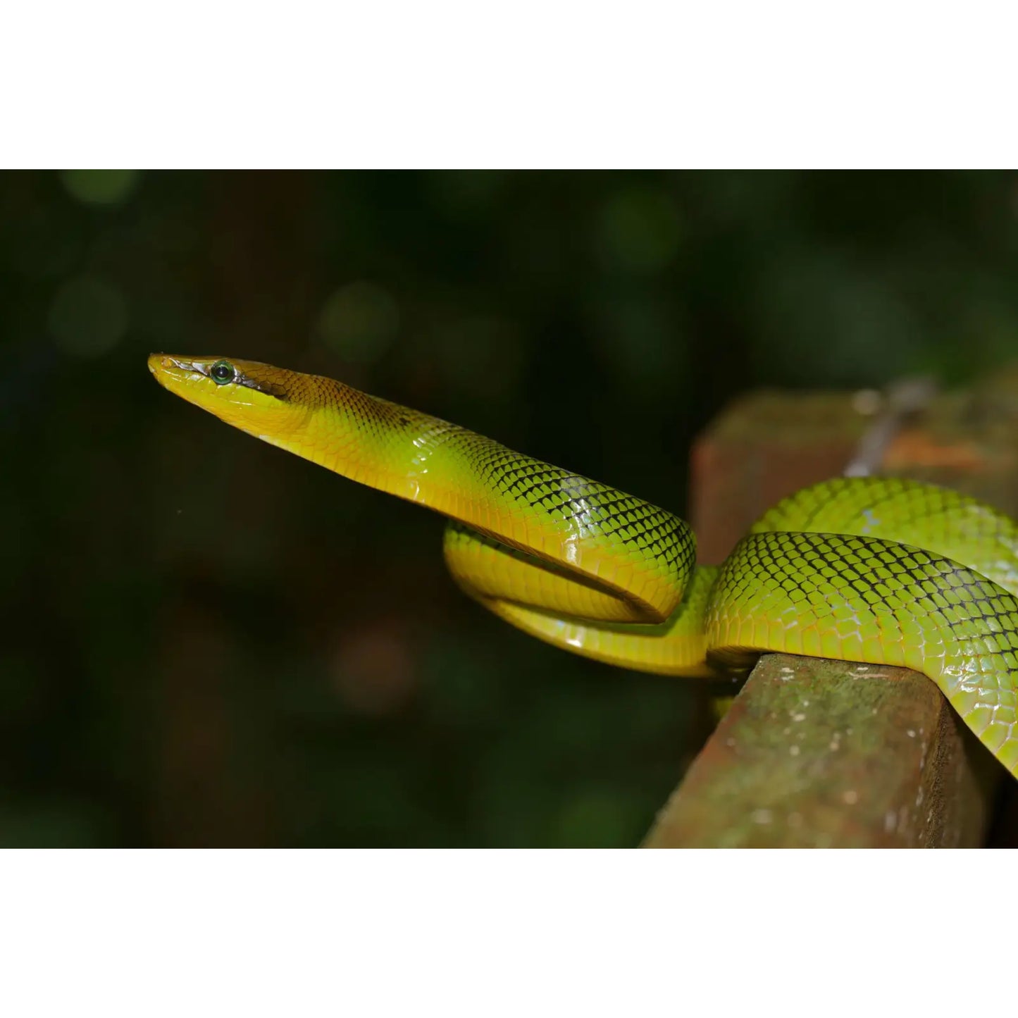 Gonyosoma oxycephalum