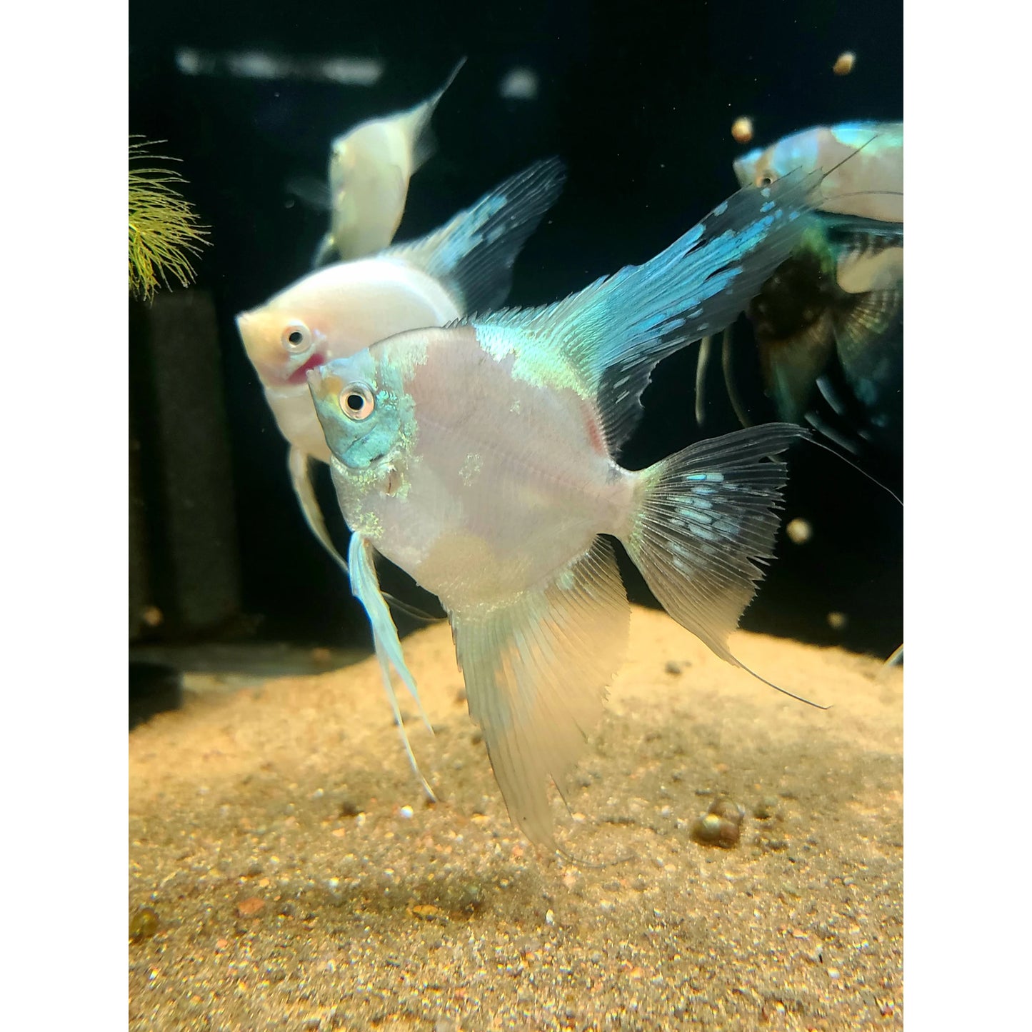 Pterophyllum scalare Paraiba Ghost