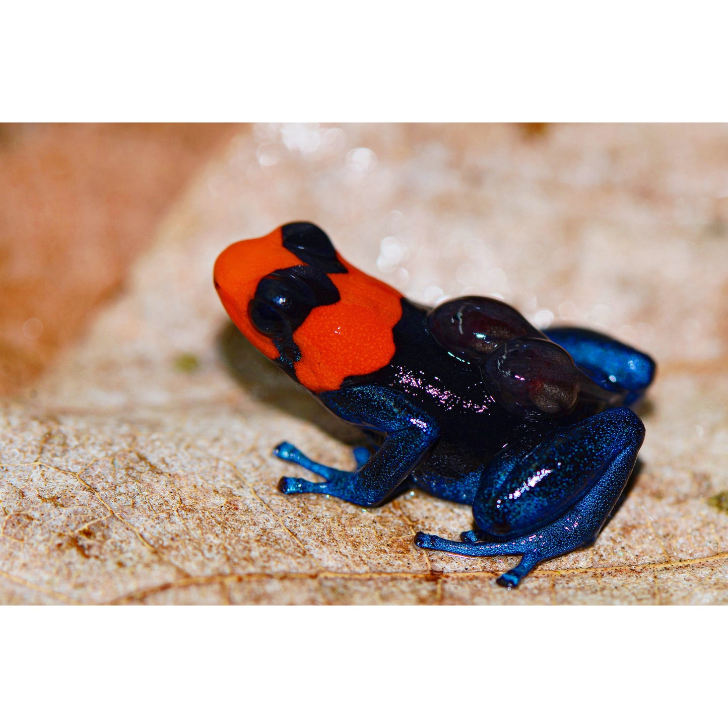 Ranitomeya benedicta Pampa Hermosa