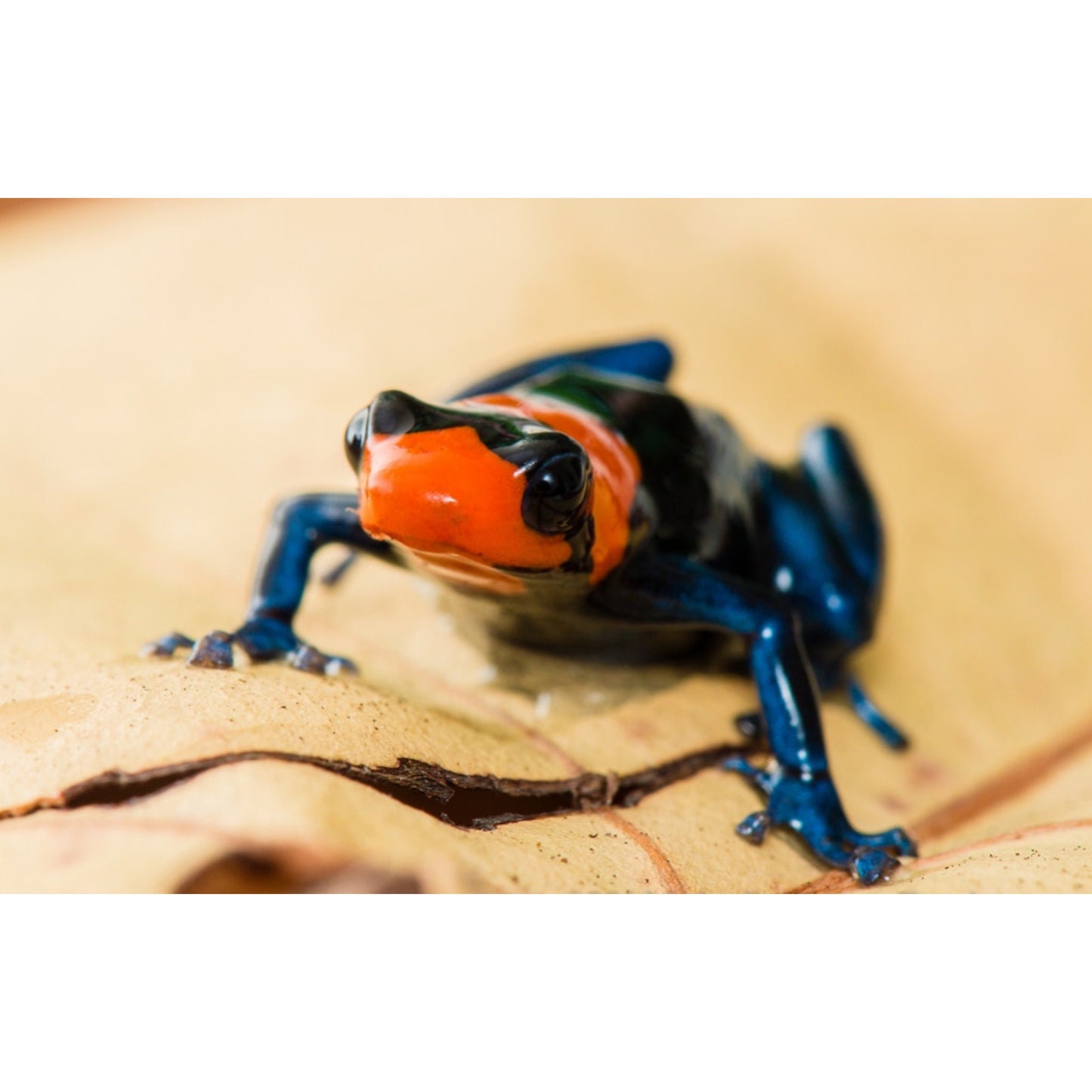 Ranitomeya benedicta Pampa Hermosa