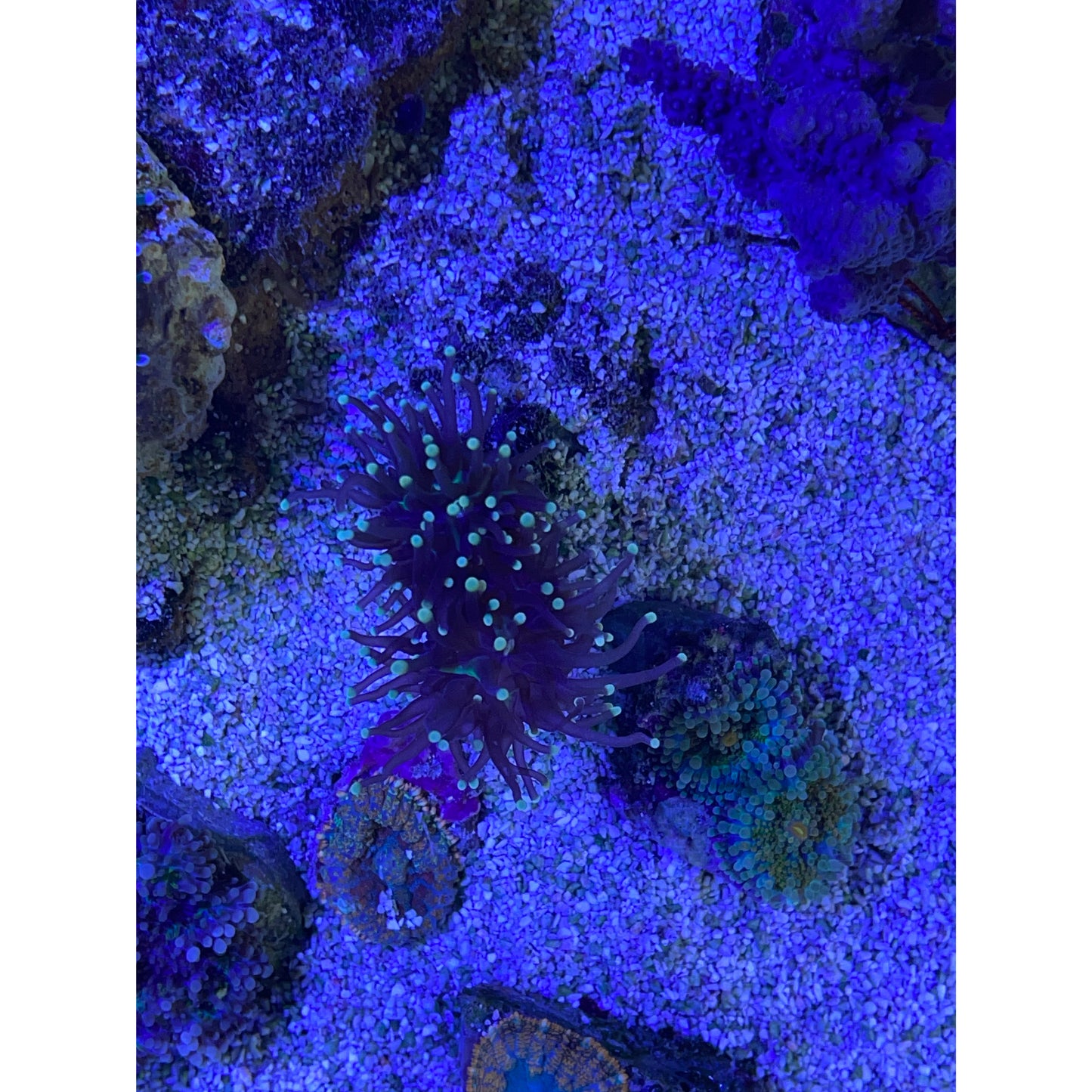 Euphyllia glabrescens
