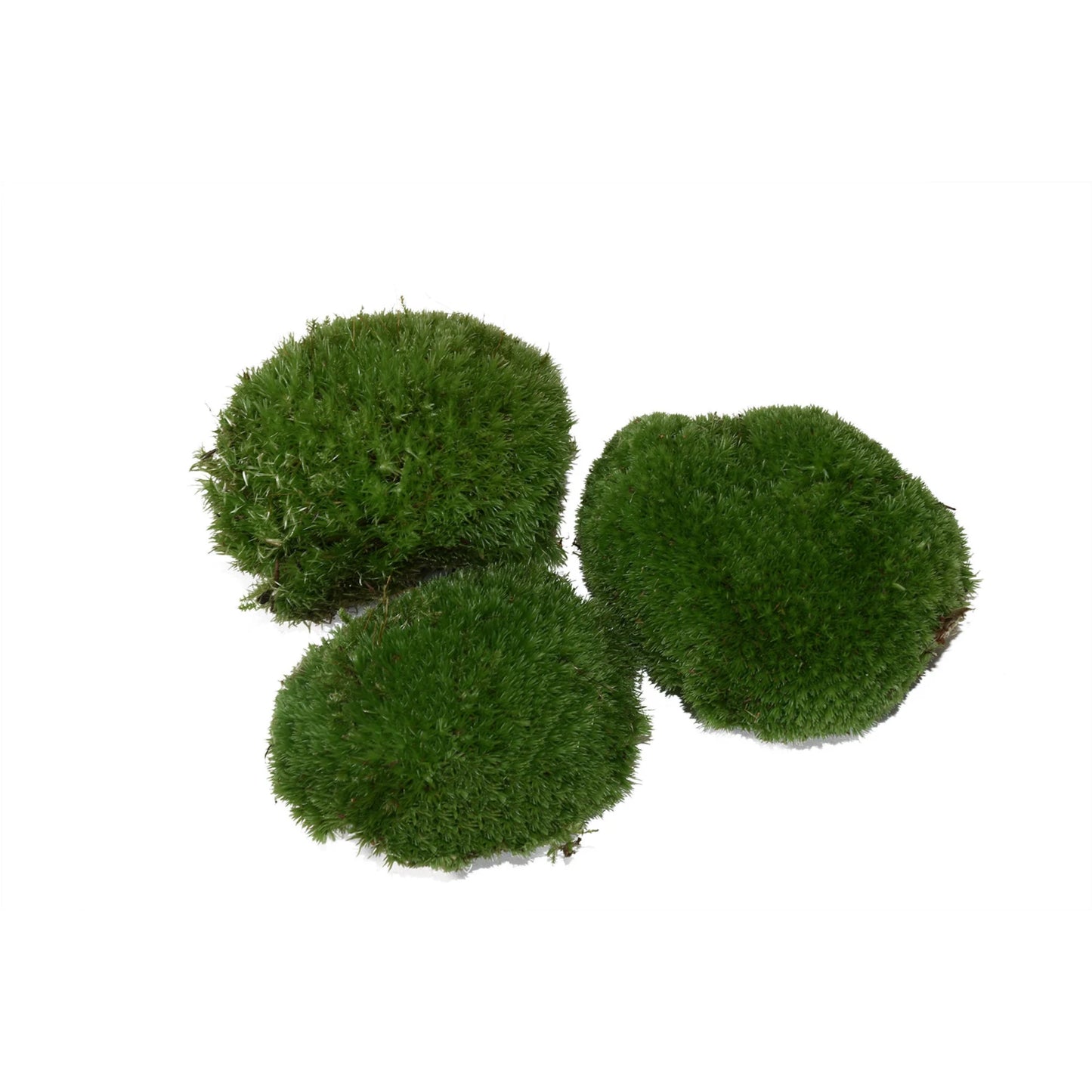 Apple Moss (bartramia pomiformis)