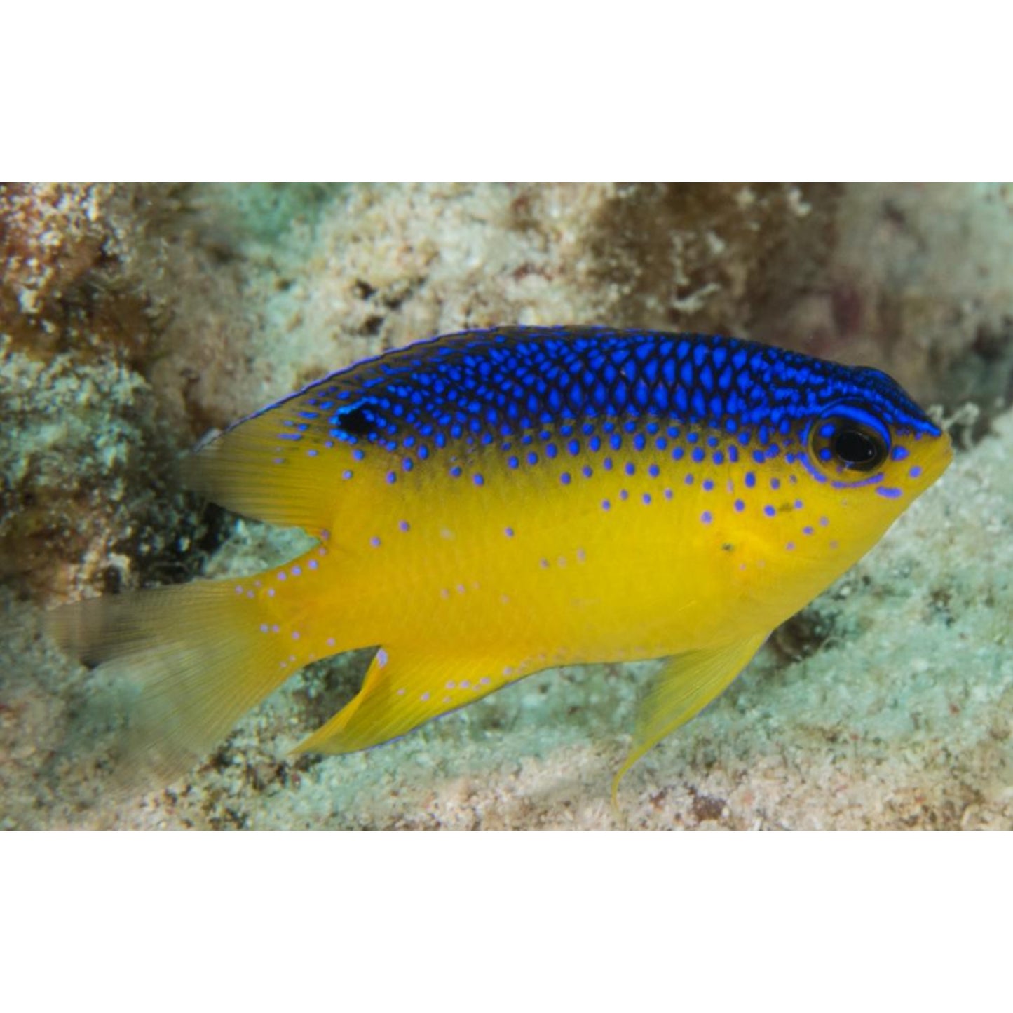 Stegases leucostictus