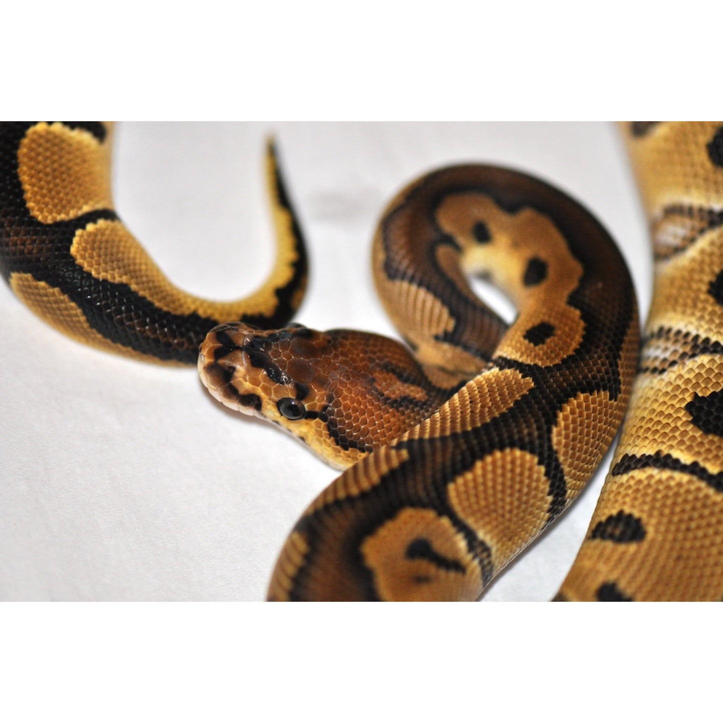 Python regius Clown