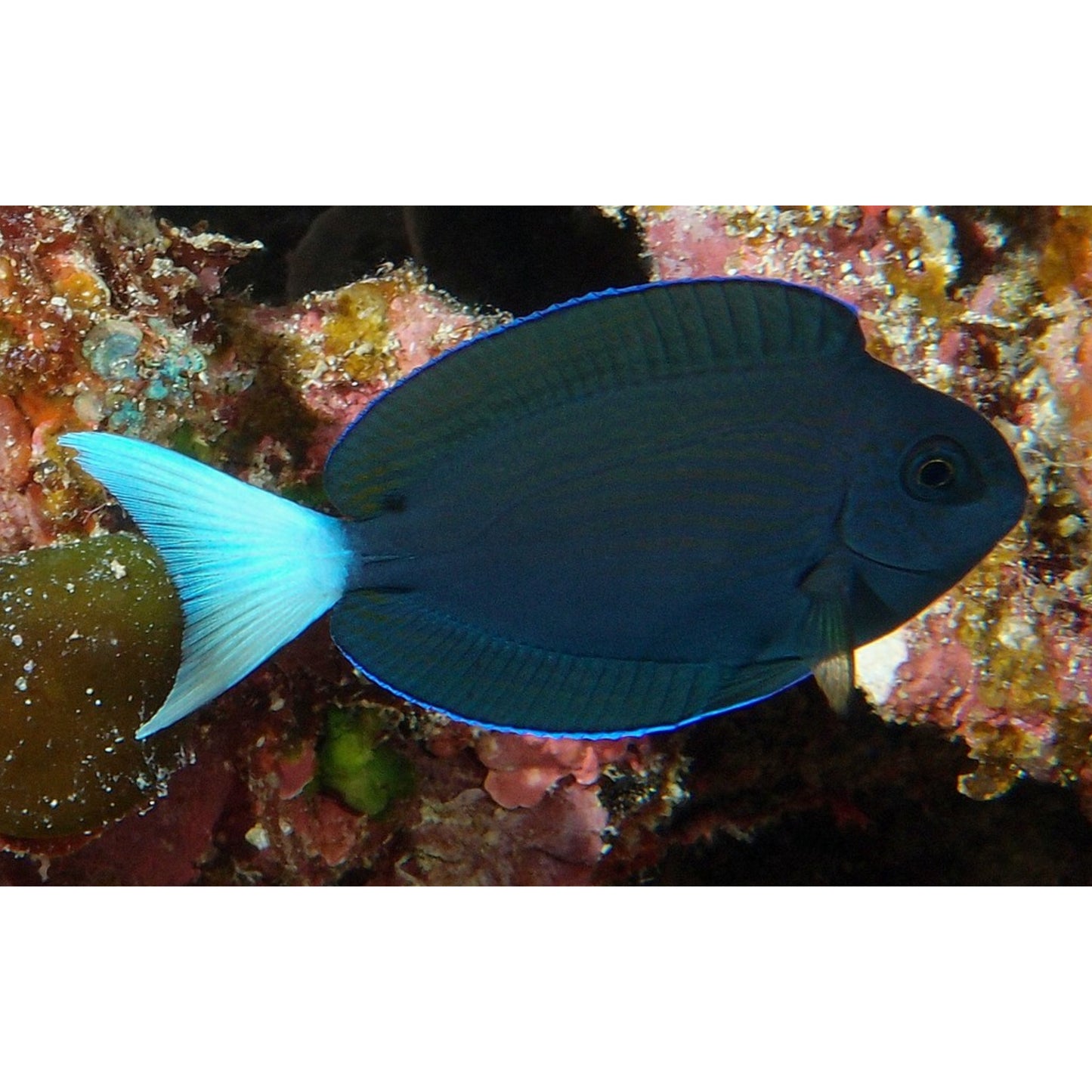 Acanthurus thompsoni