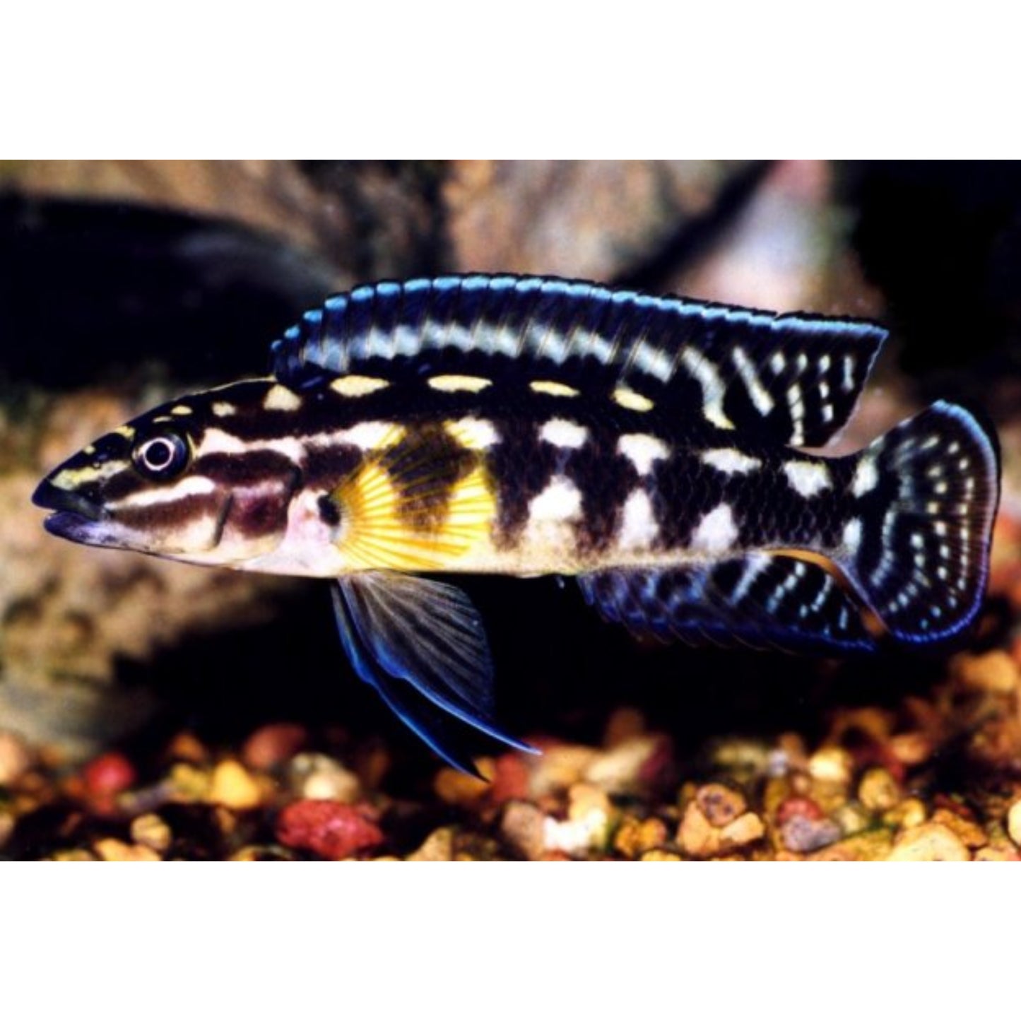 Julidochromis Marlieri