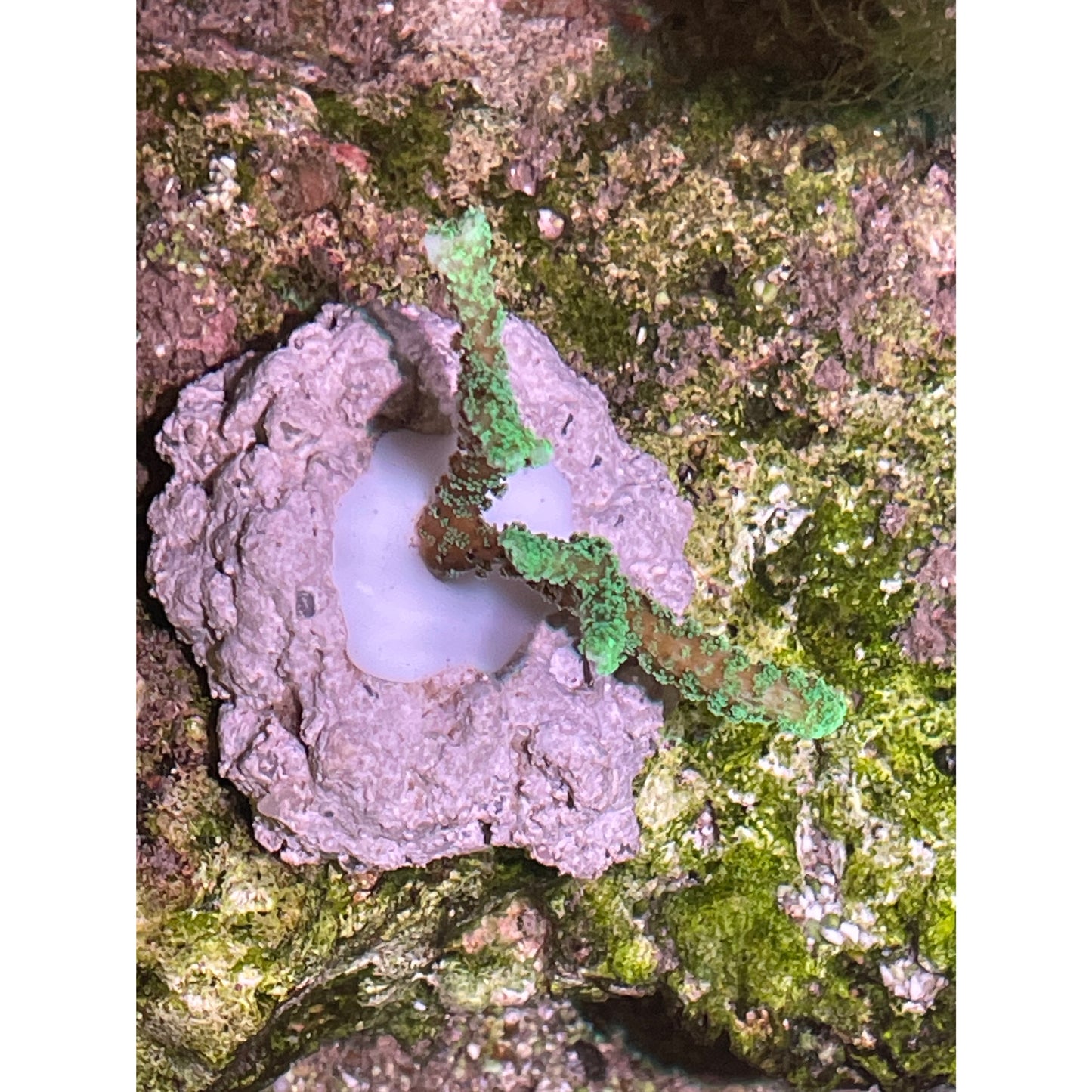 Acropora sp.