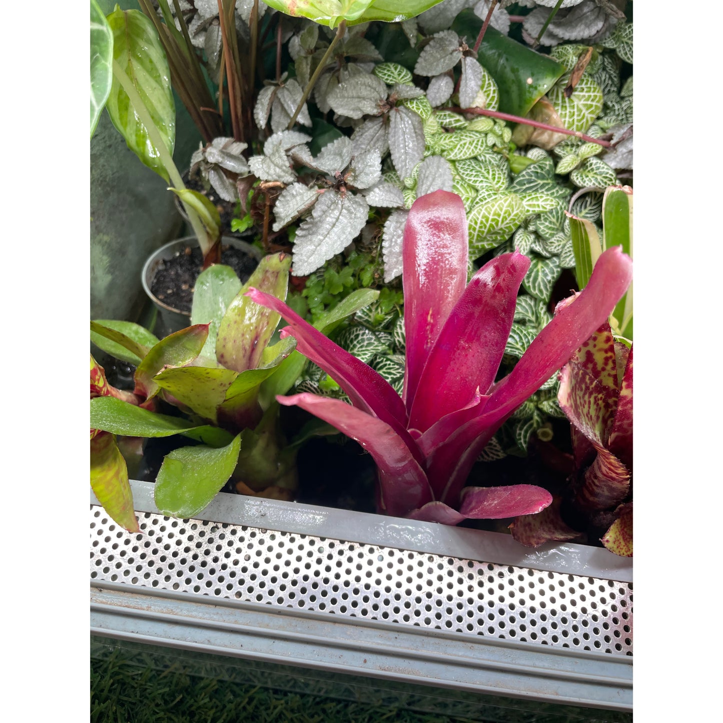 Neoregelia sp. Mix colour