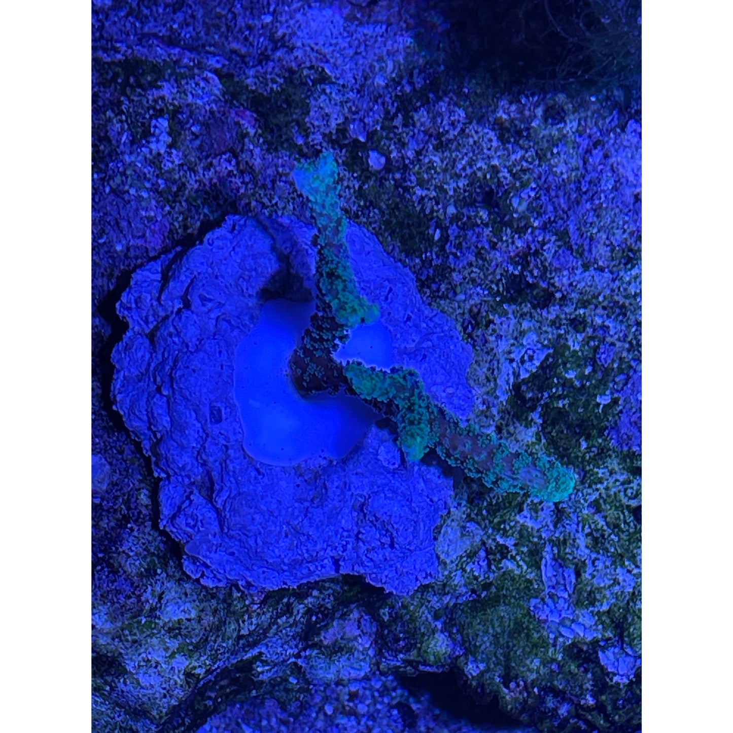 Acropora sp.