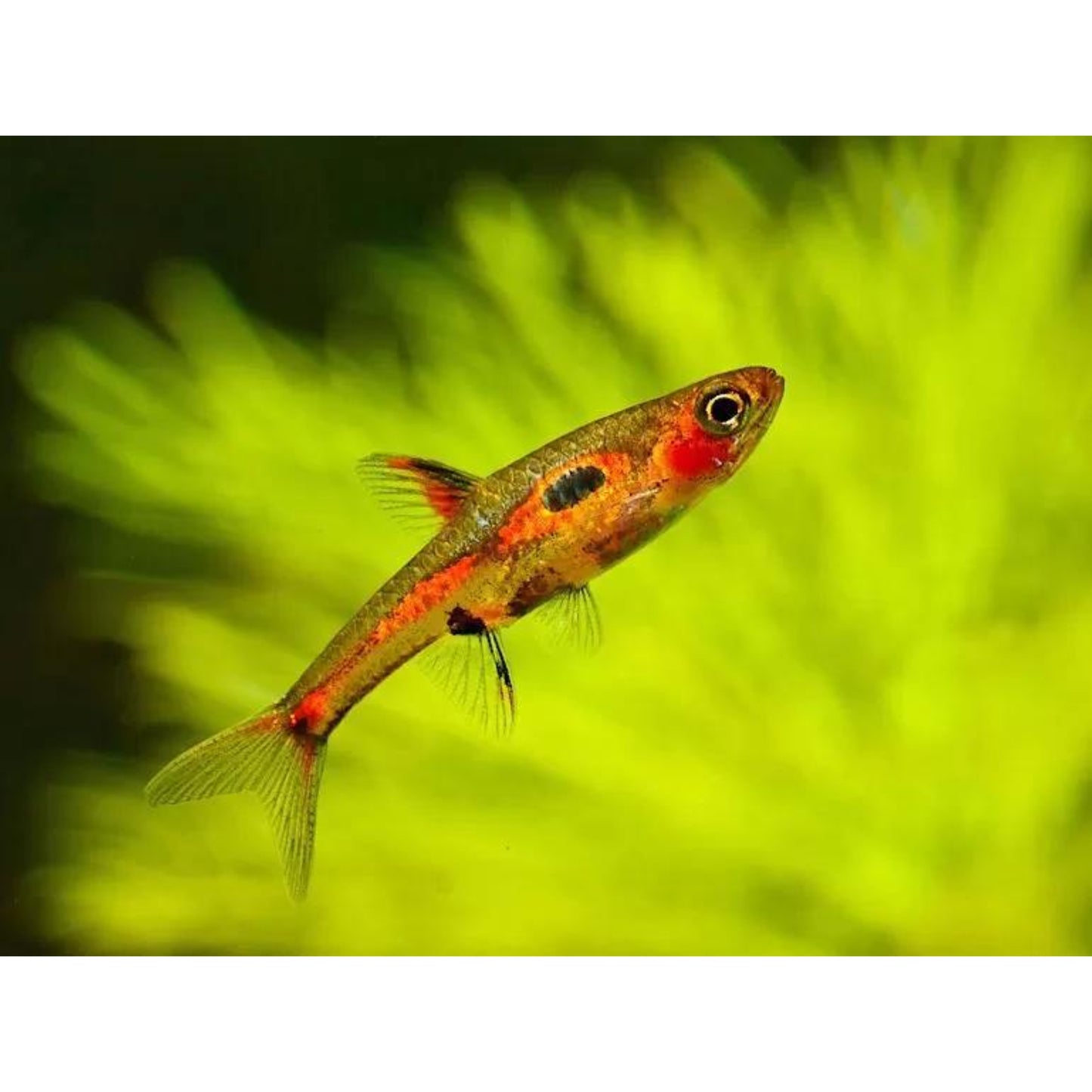 Rasbora merah