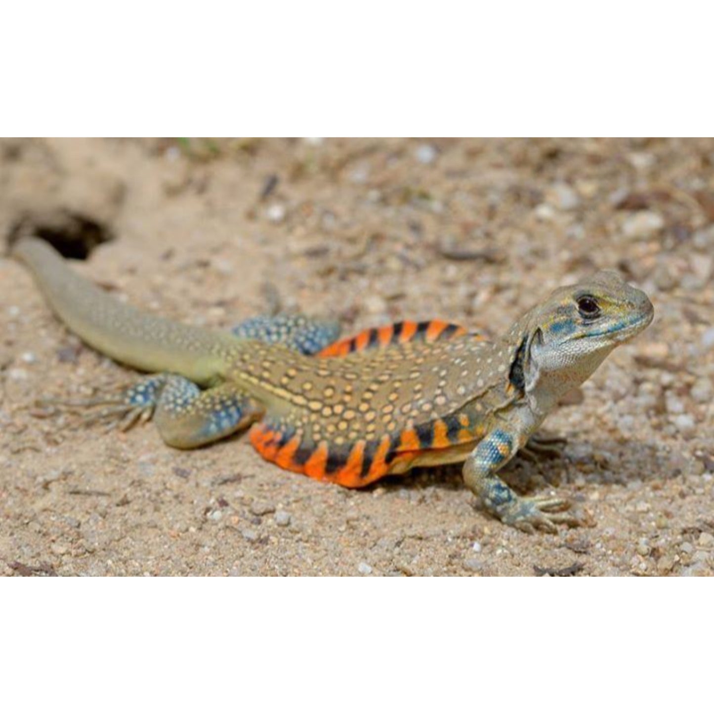 Leiolepis rubritaeniata