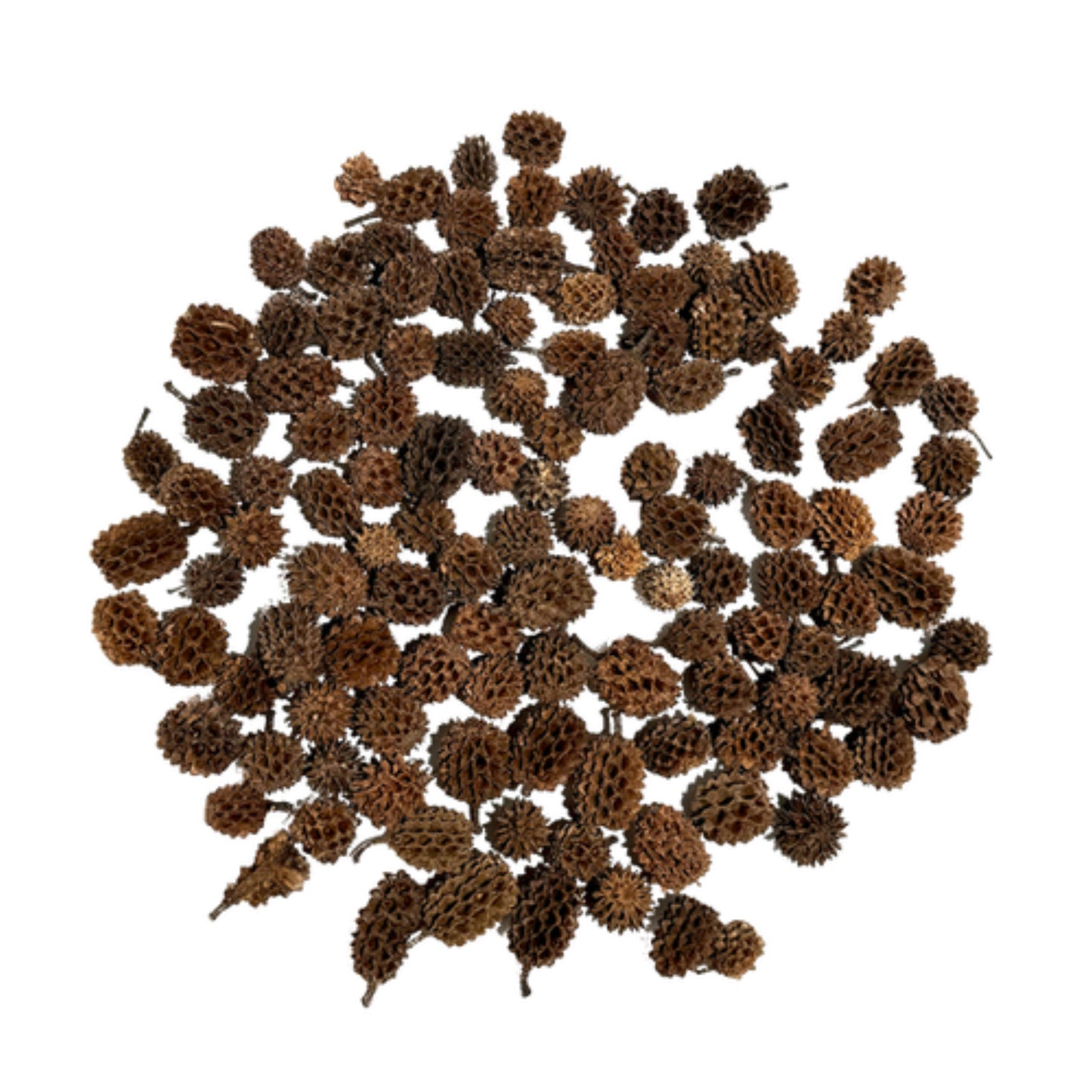 Casuarina Pod