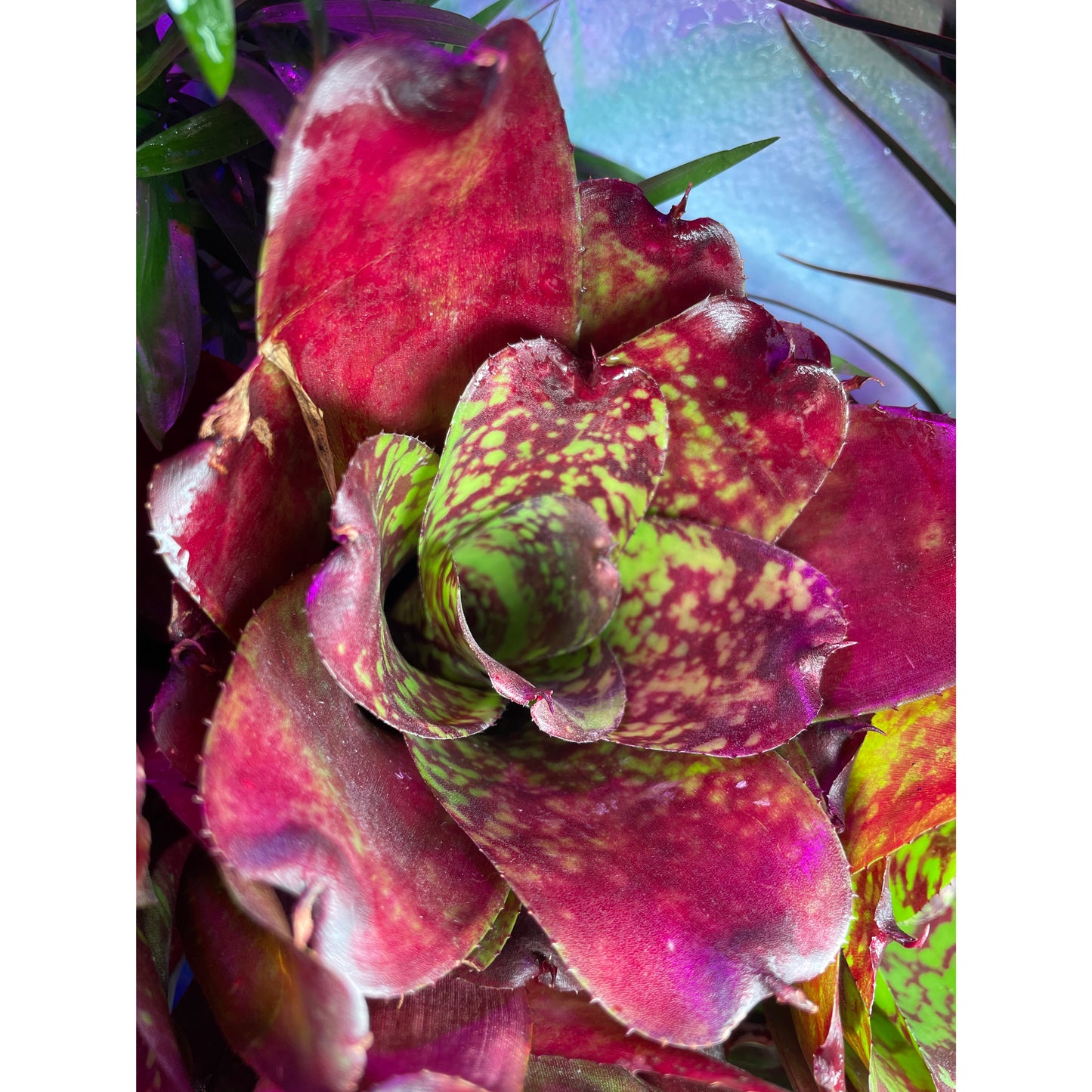 Neoregelia sp. Mix colour