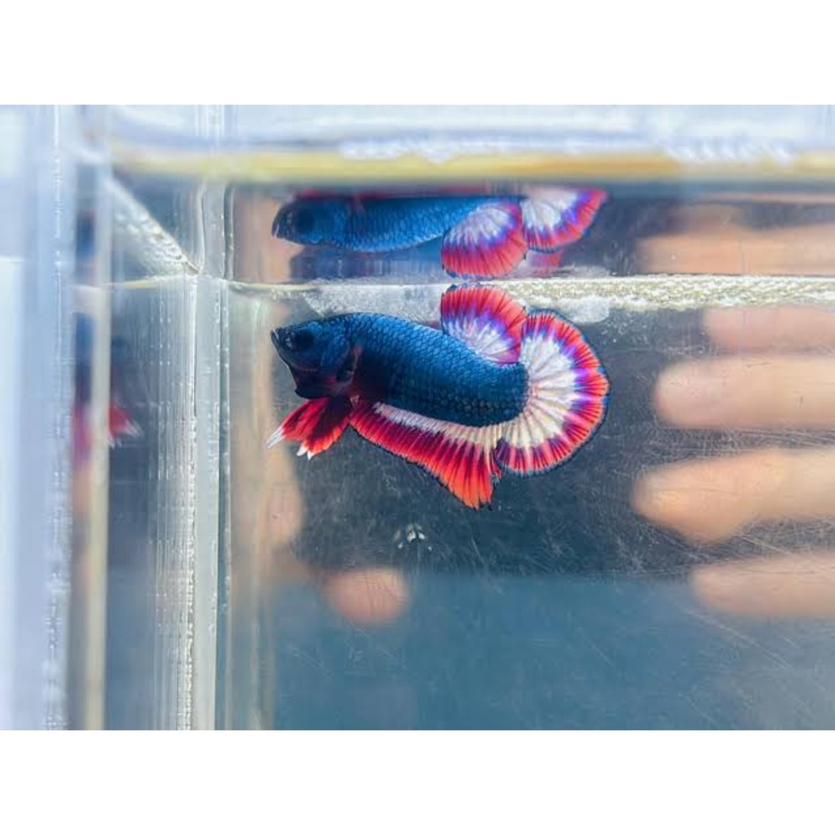 White Crowntail Betta