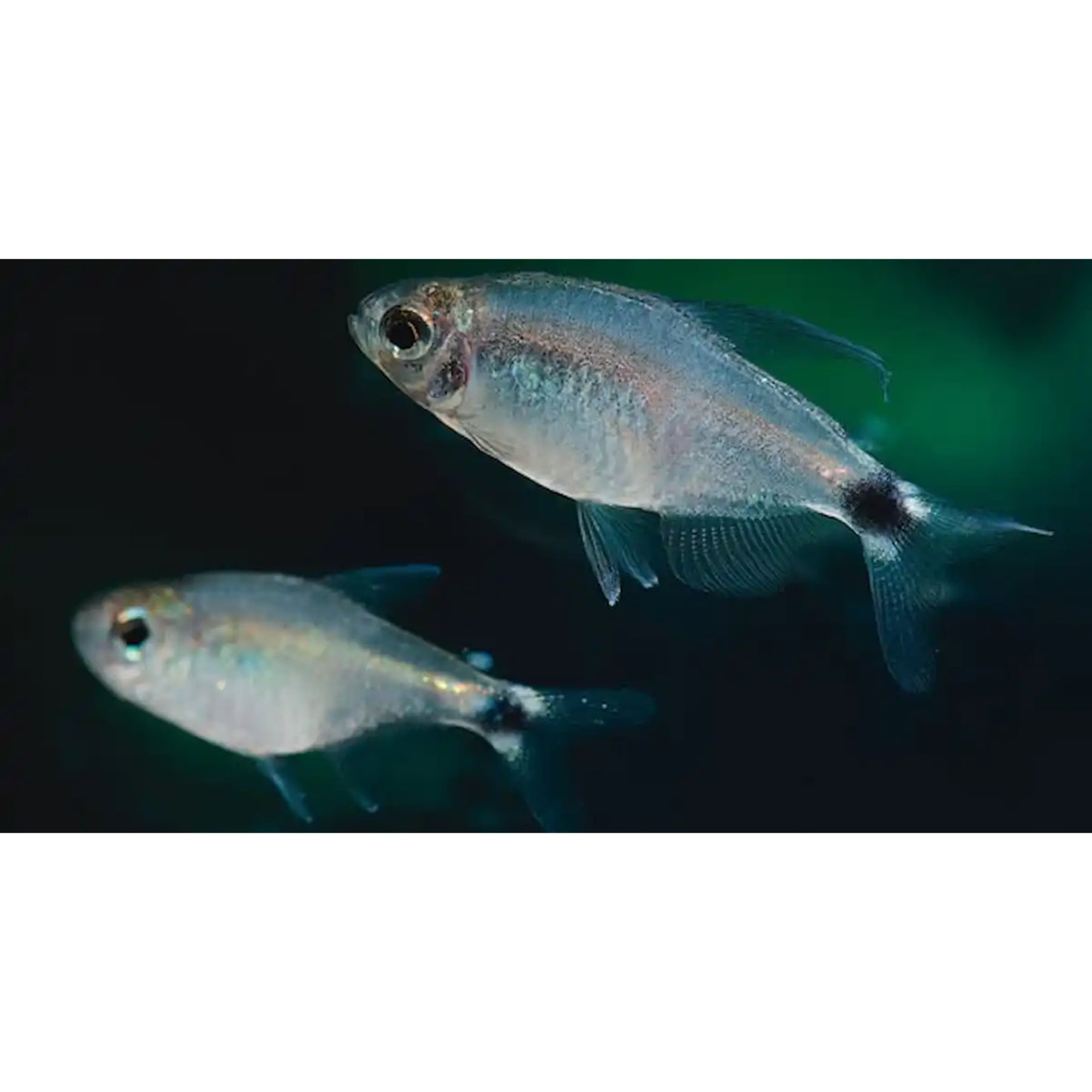 Hyphessobrycon Elachys