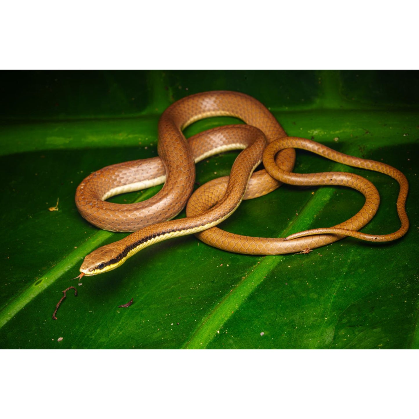 Liopeltis tricolor (indonesia)