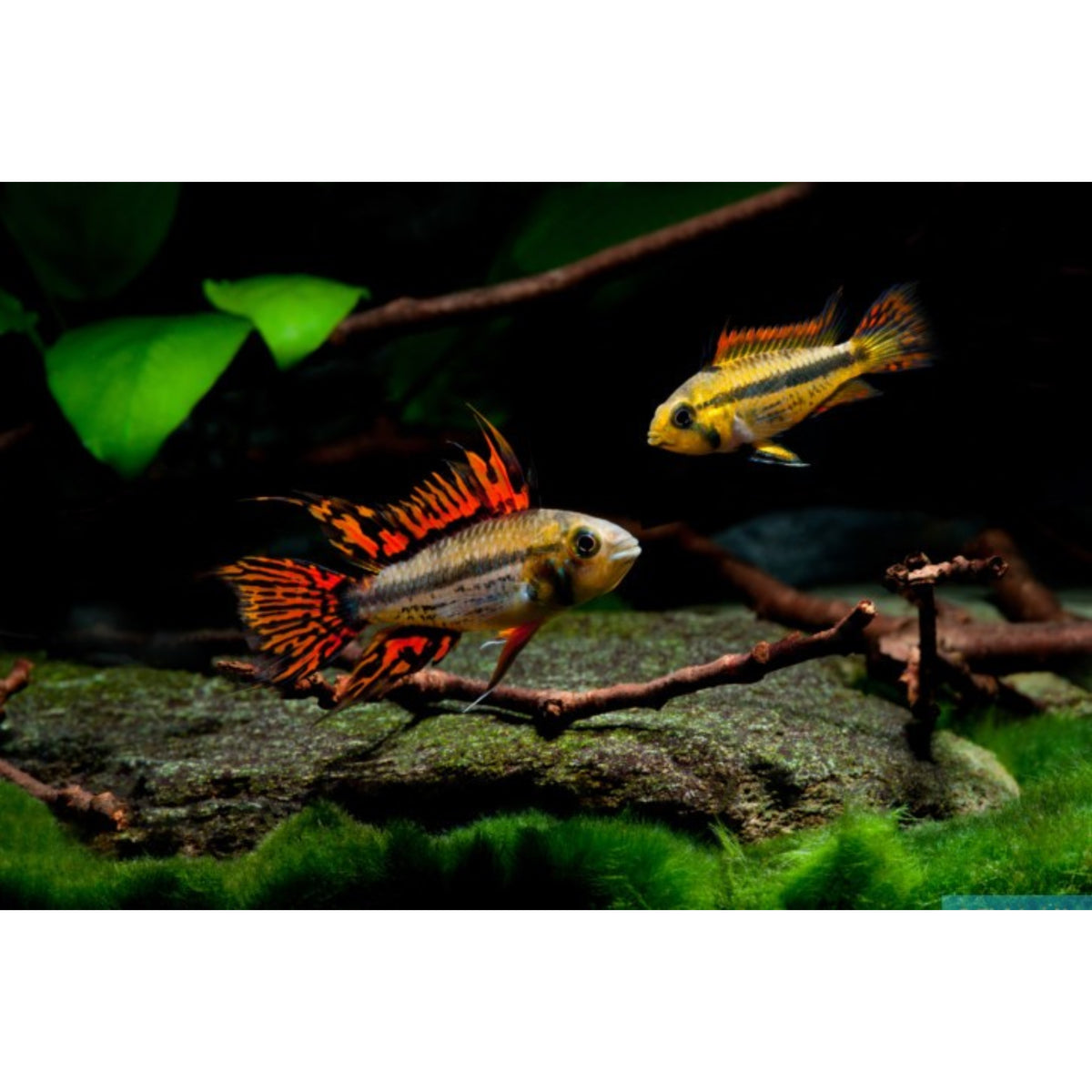 Apistogramma viejeta II