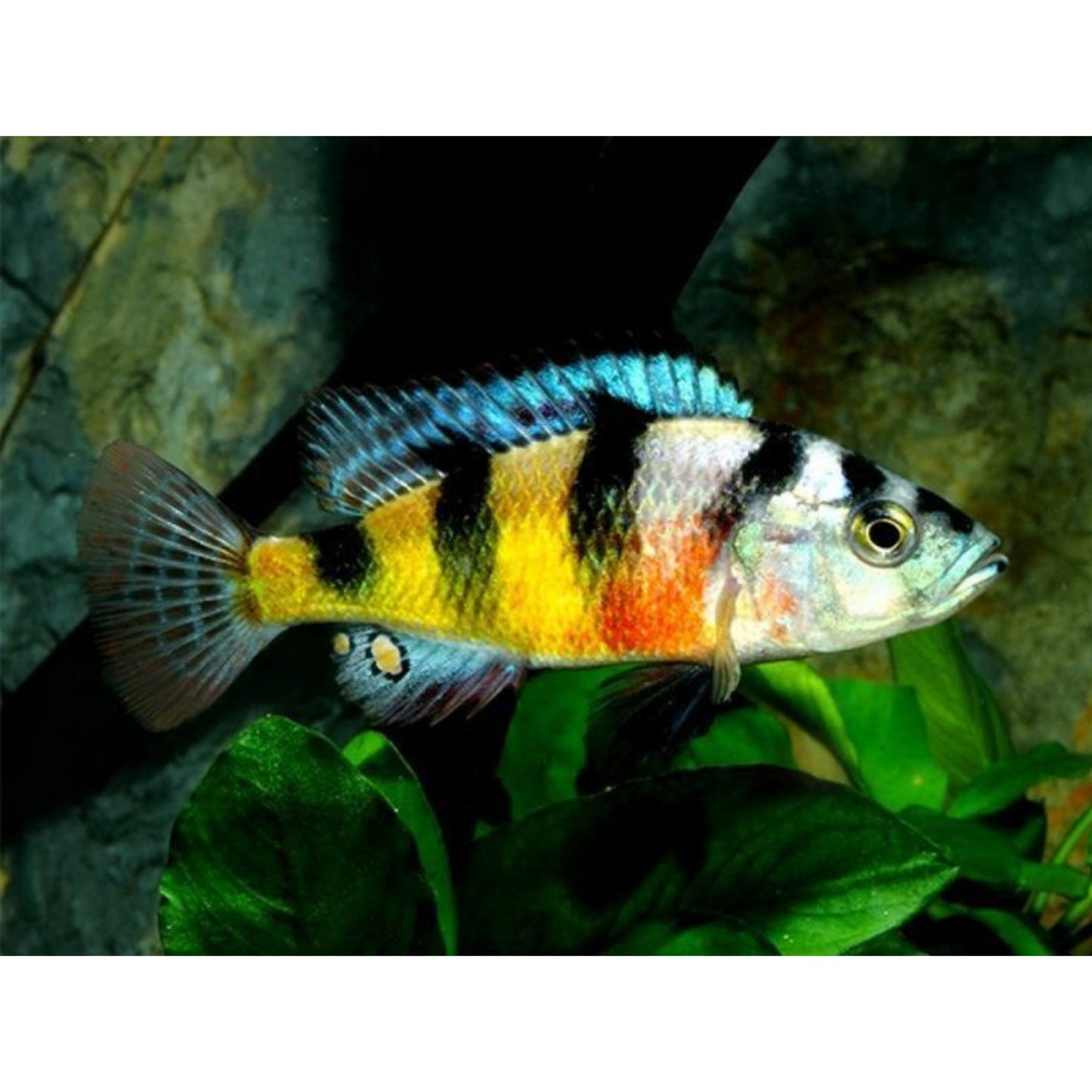 Haplochromis Obliquidens Zebra