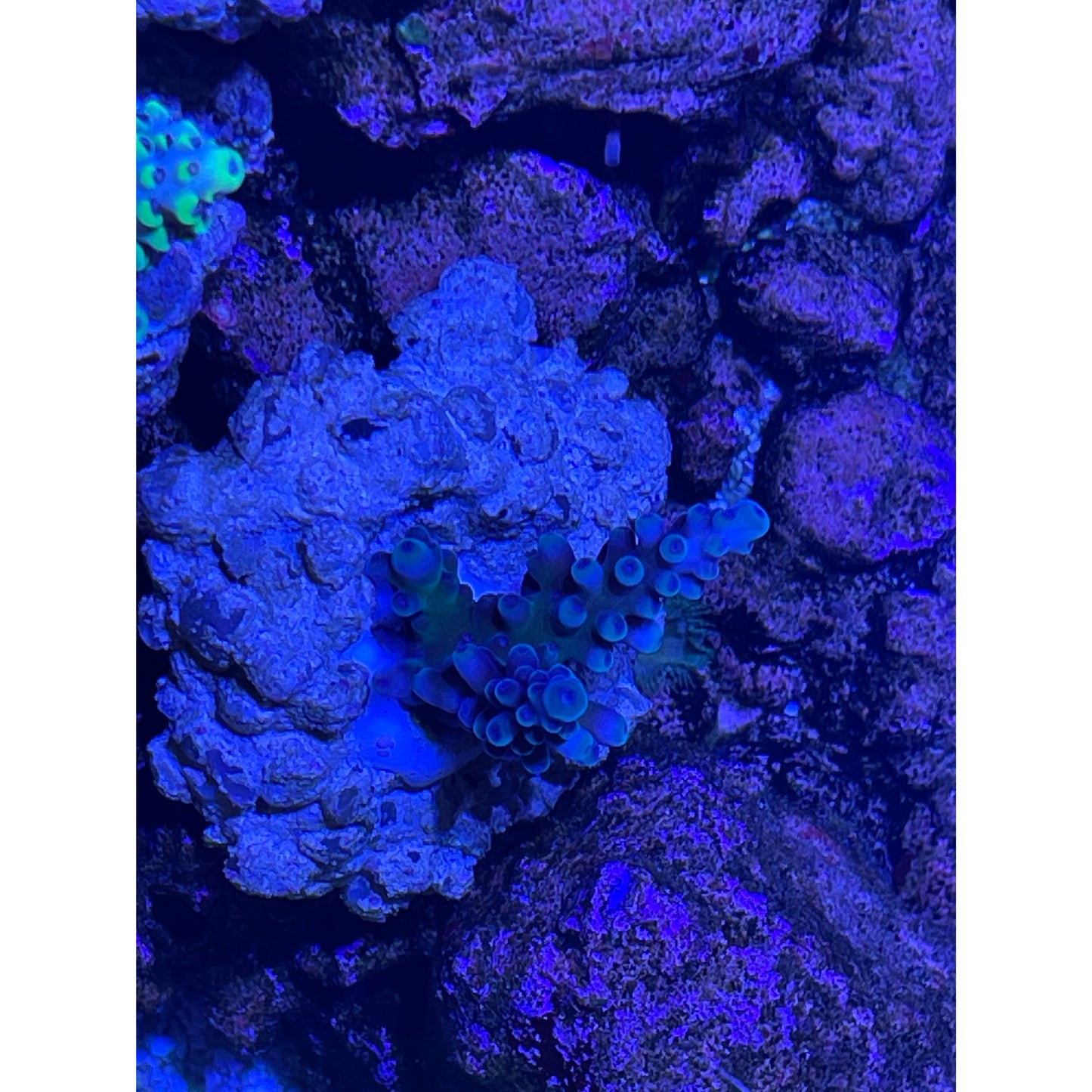 Acropora sp.