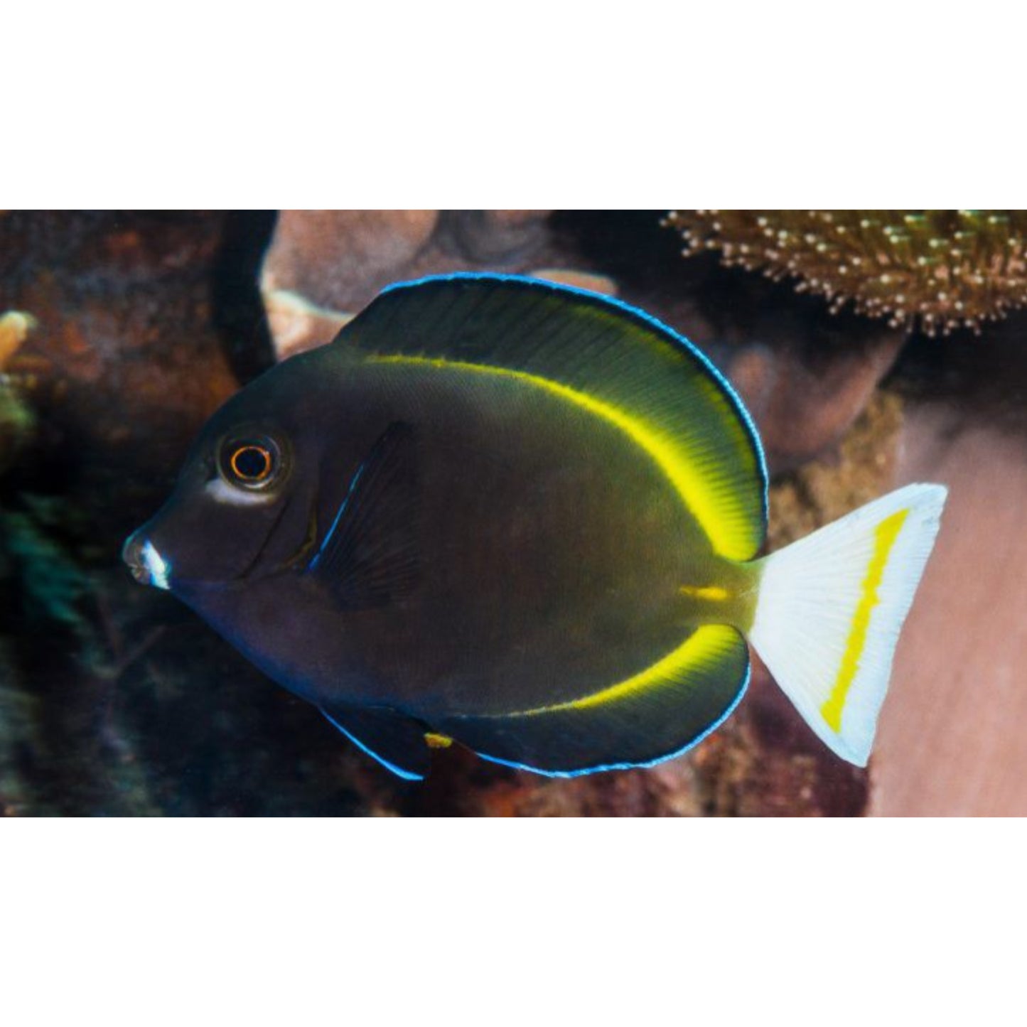 Acanthurus nigricans