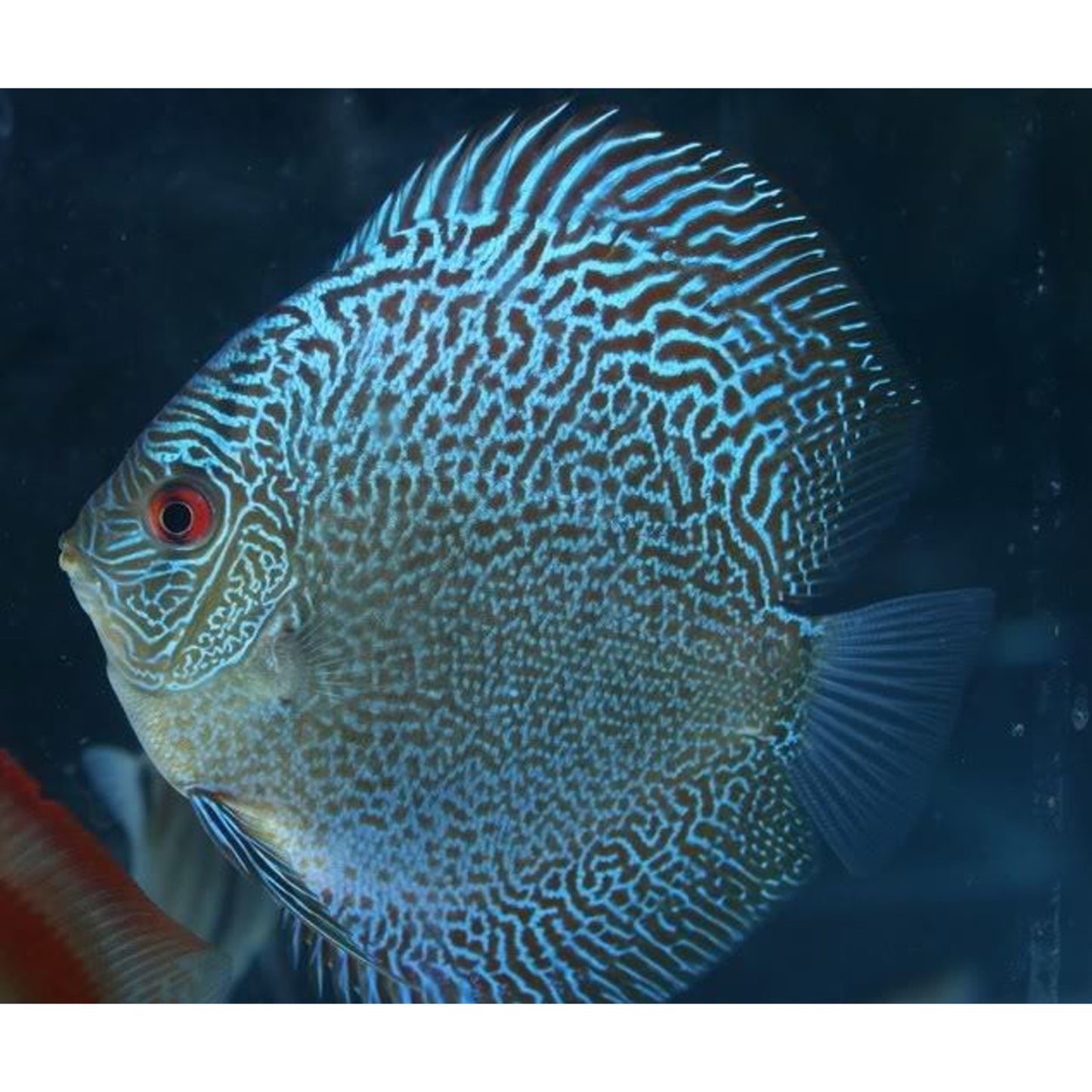 Symphysodon Discus Blue Snakeskin