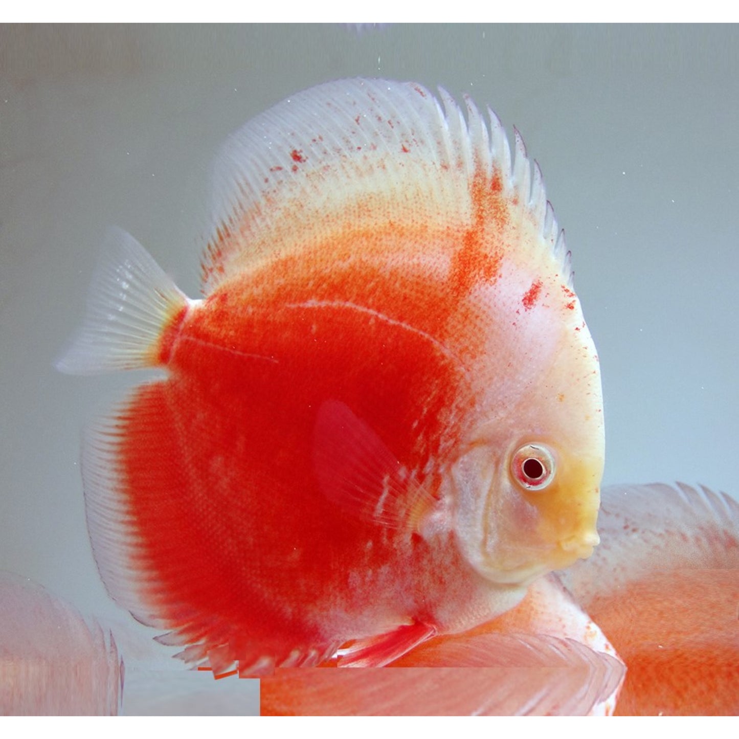 Symphysodon Discus Red Valentine