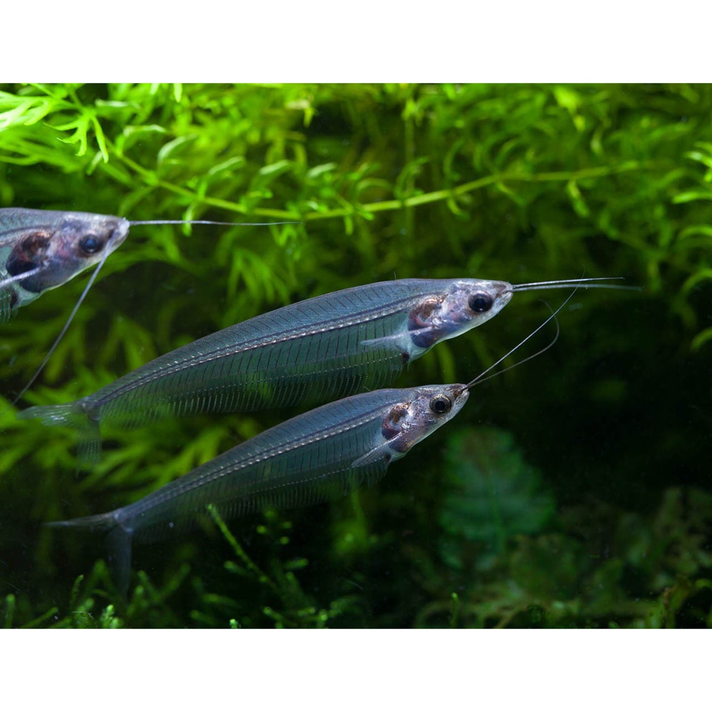 Kryptopterus bicirrhis