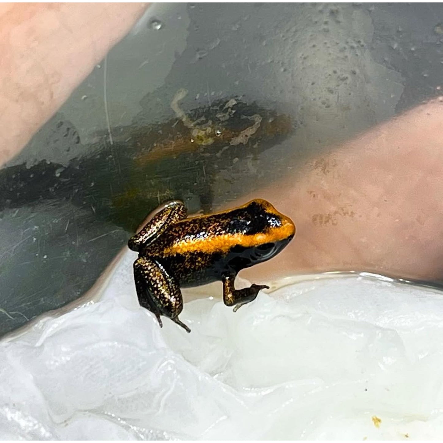 Phyllobates Terribilis “Yellow”